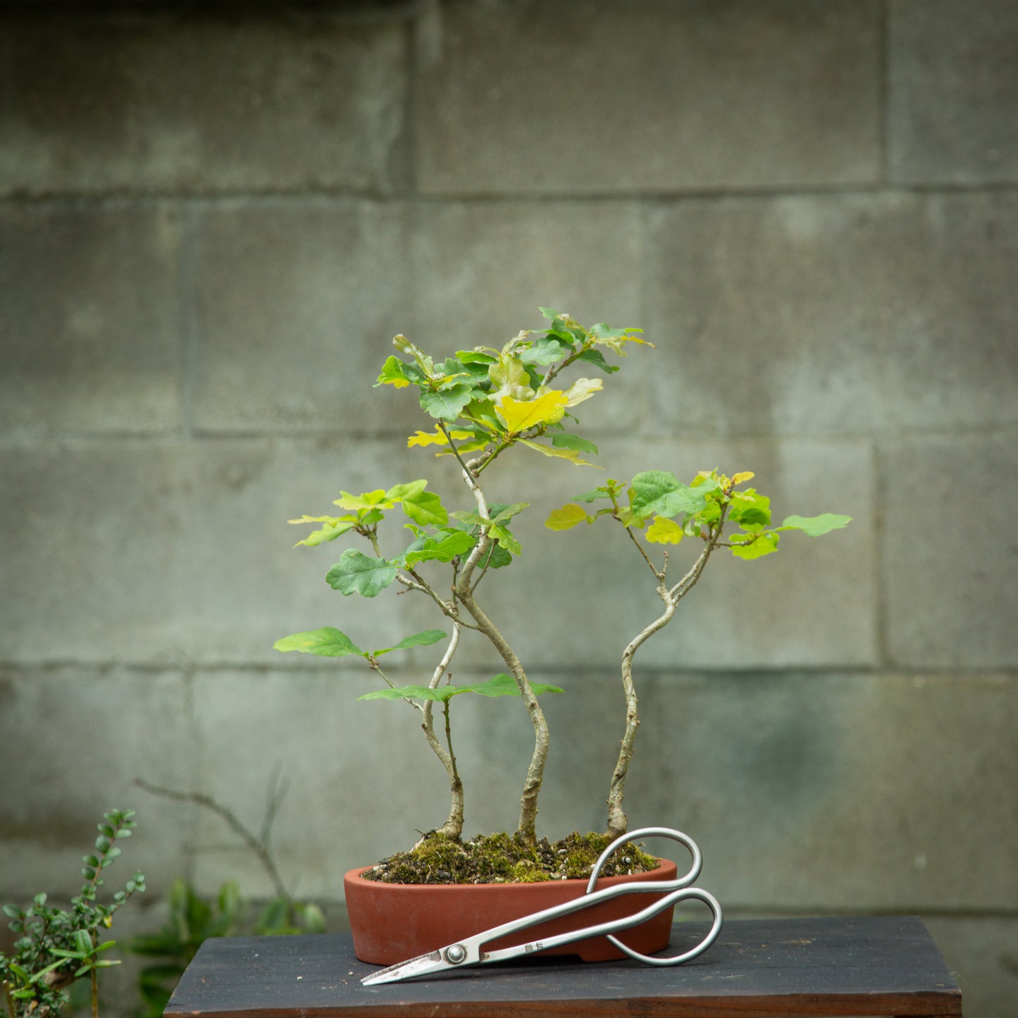 Small Oak Clump (SO005