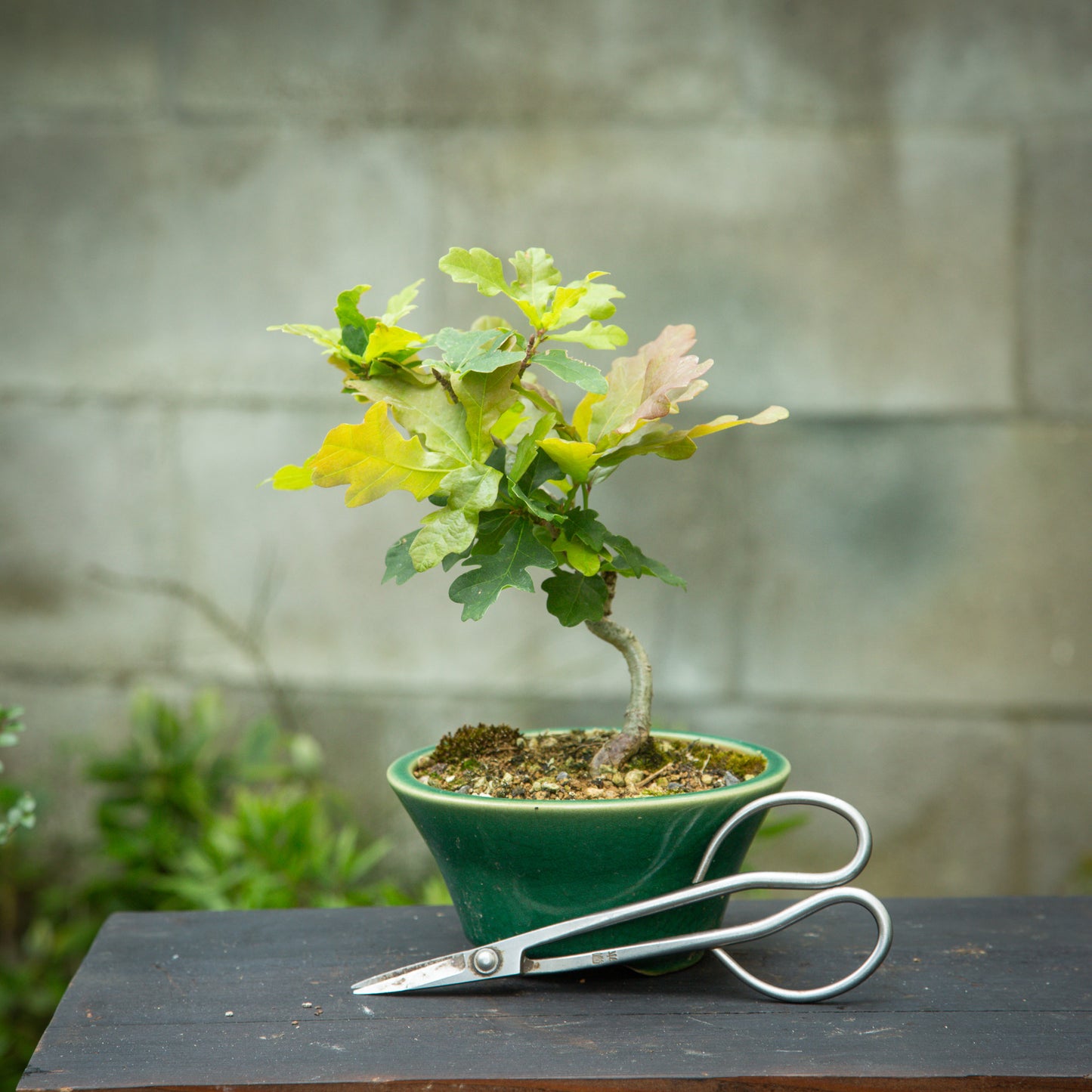 Small Oak (SO004)