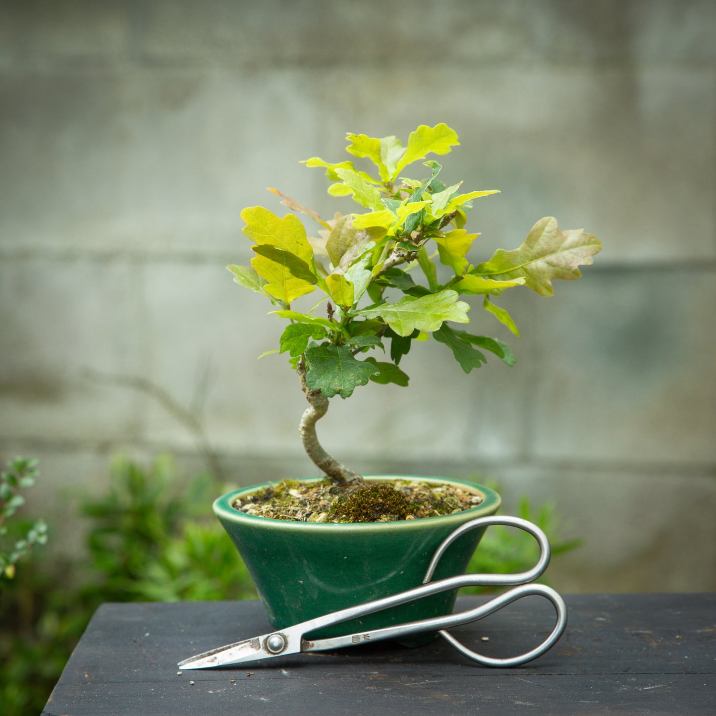 Small Oak (SO004)