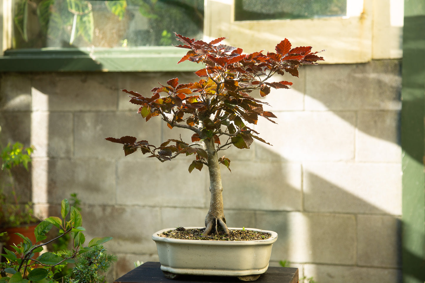 Copper Beech Bonsai (BE001)
