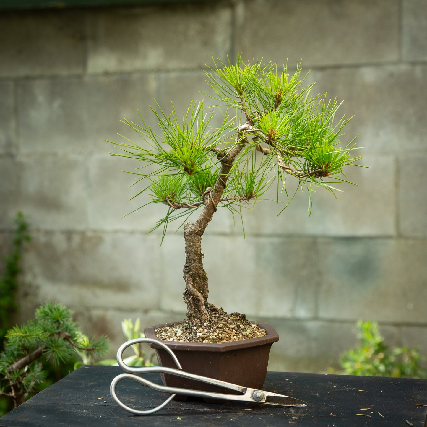 Japanese Red Pine (JRP004)