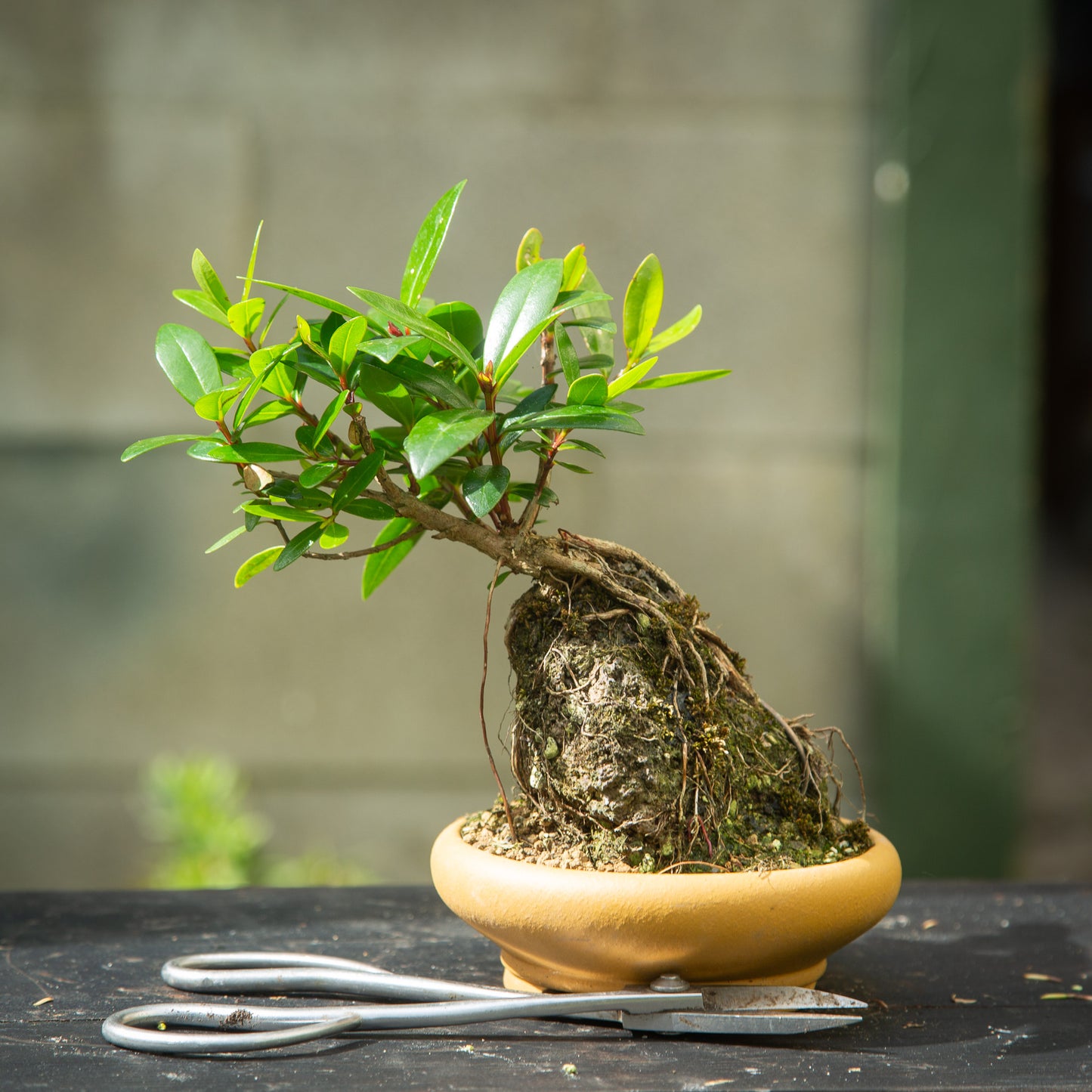 Root over Rock Pōhutukawa (RORP002)