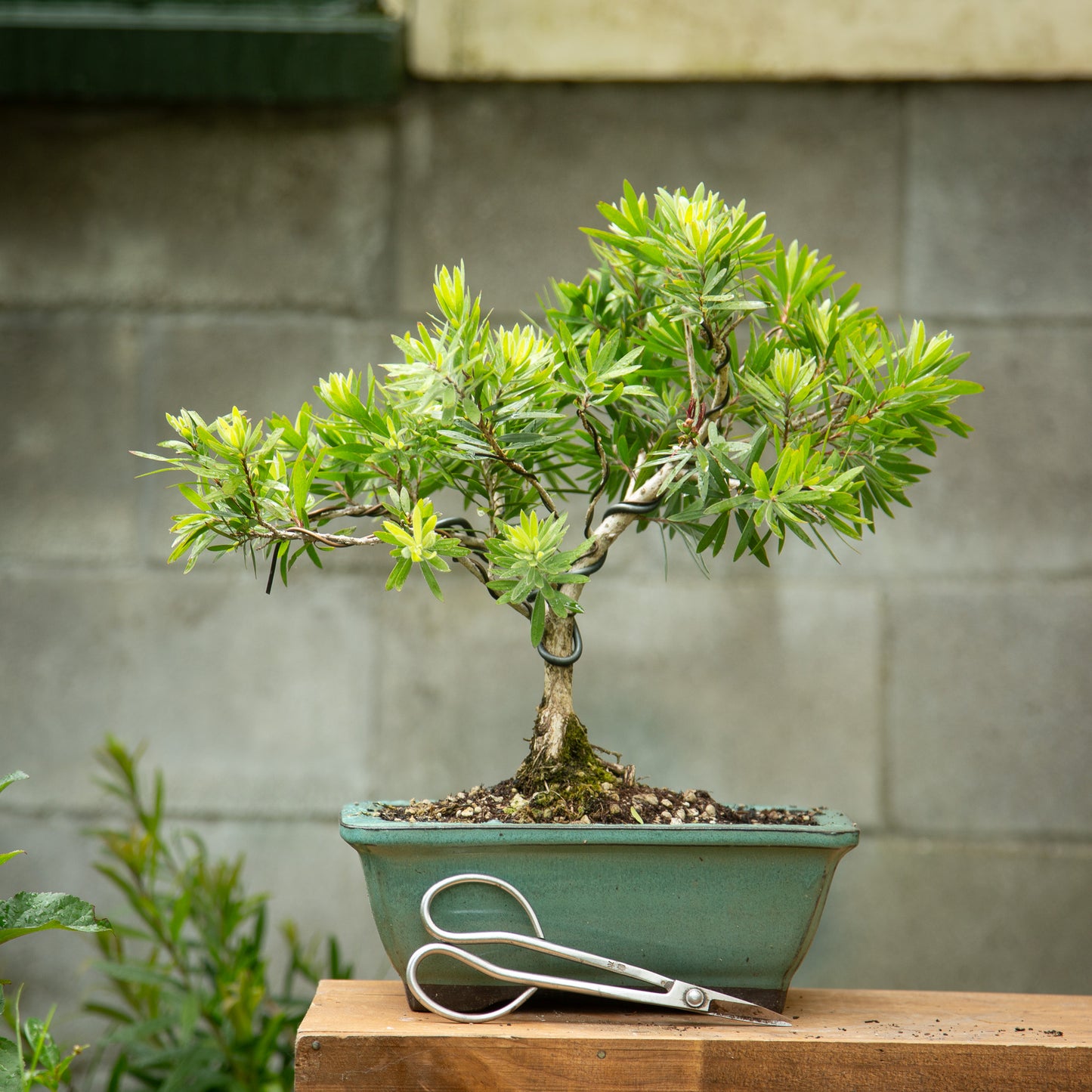 Bottlebrush Bonsai (BB002)
