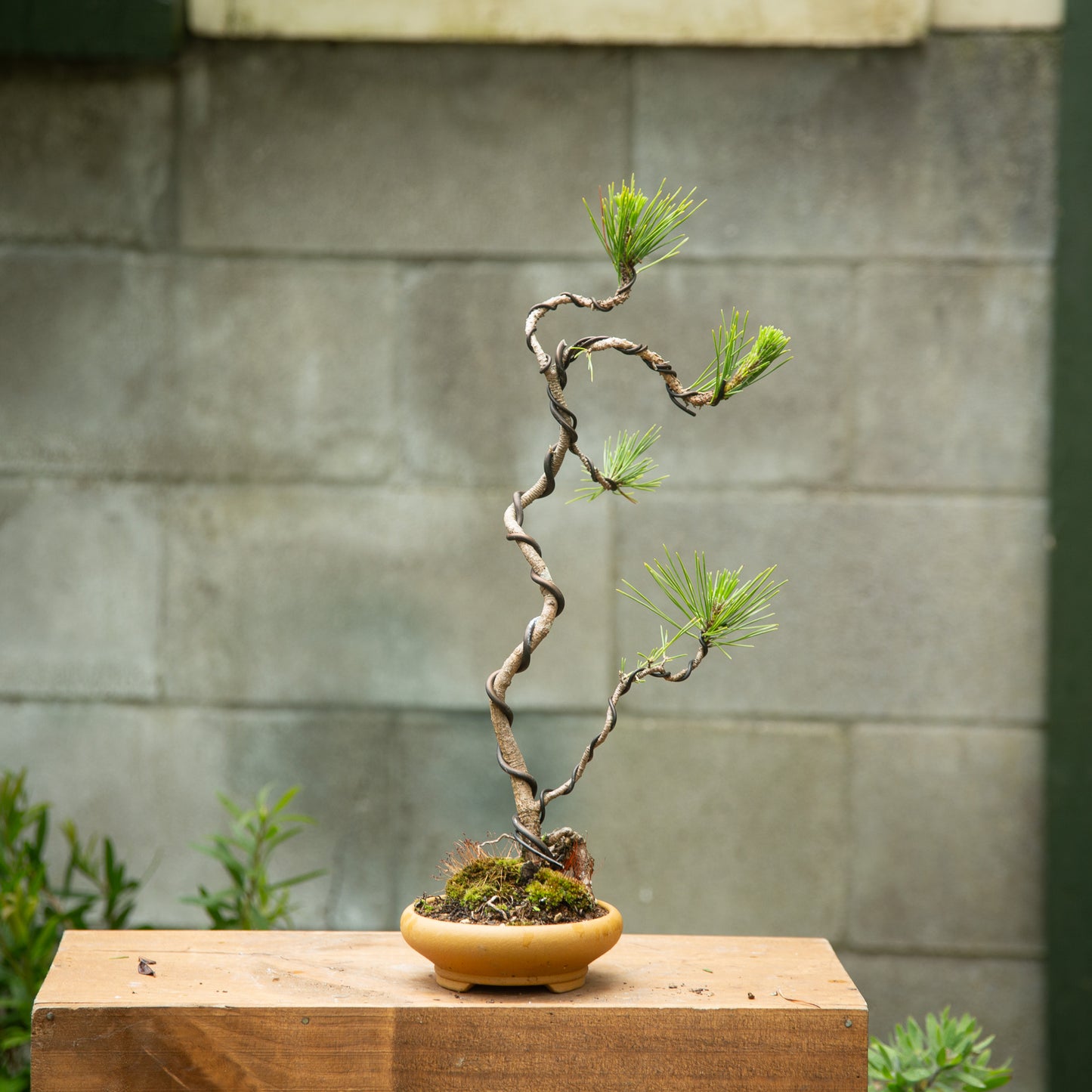 Japanese Black Pine Bonsai (JBP003)