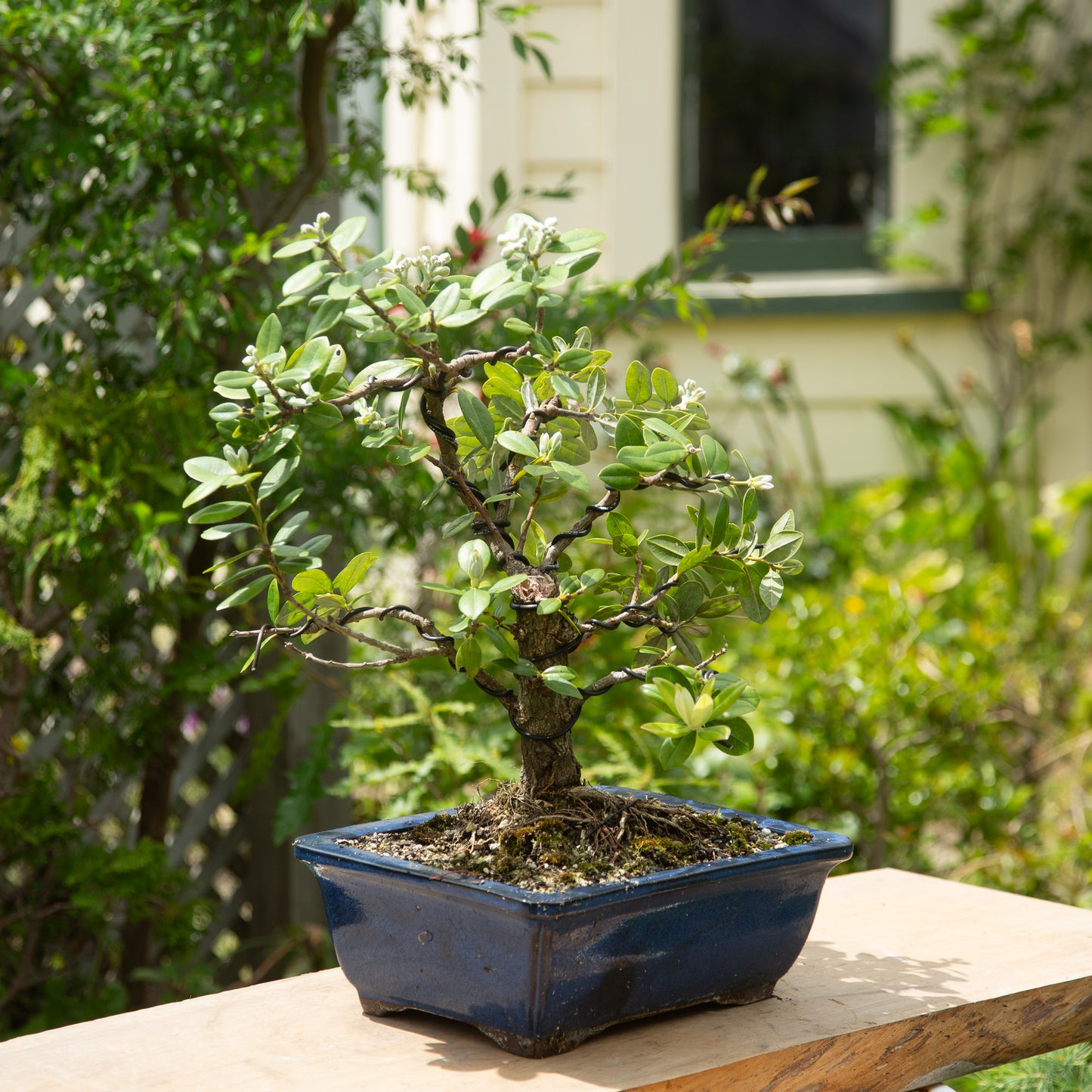 Large Pōhutukawa Bonsai (LP001)