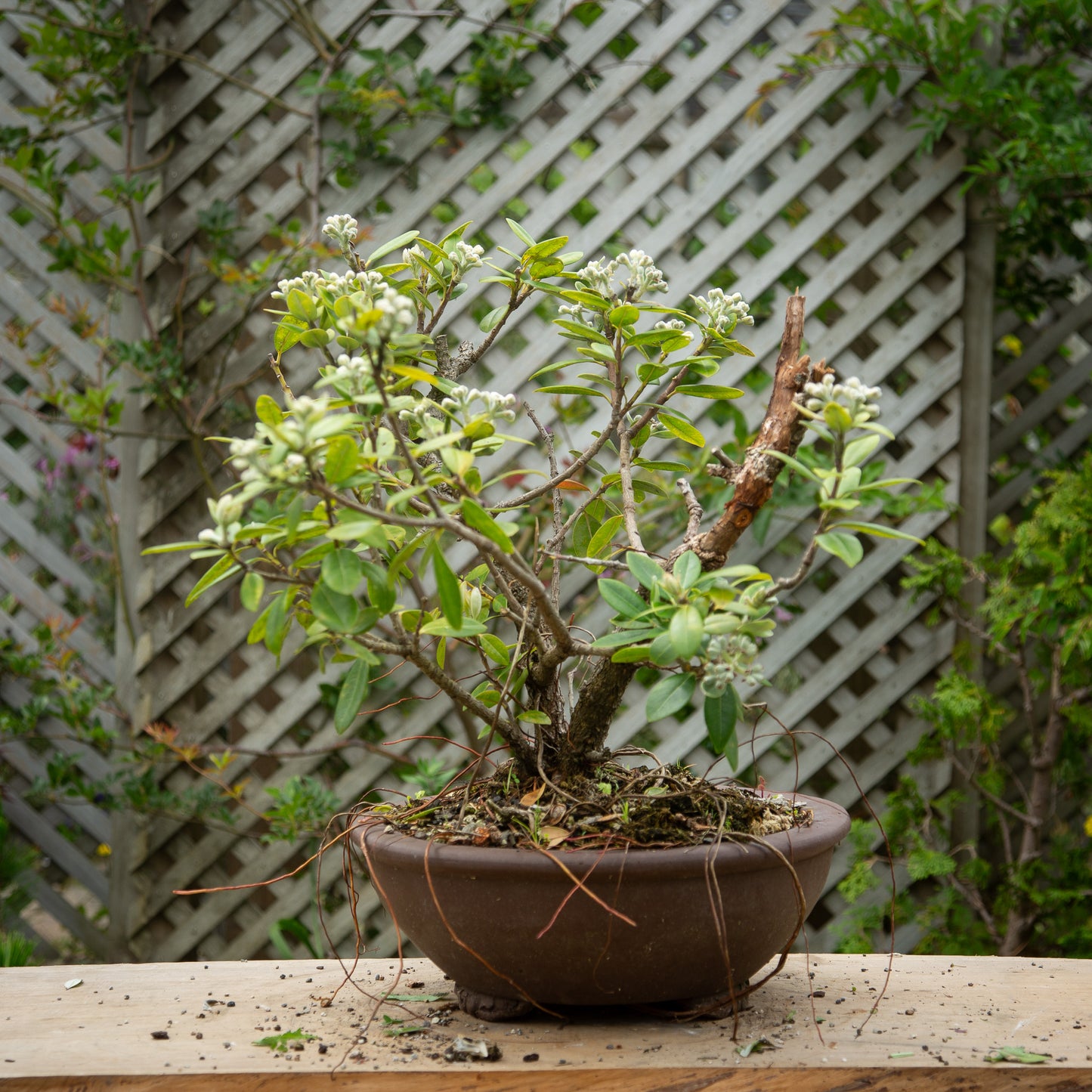 Large Pōhutukawa bonsai
