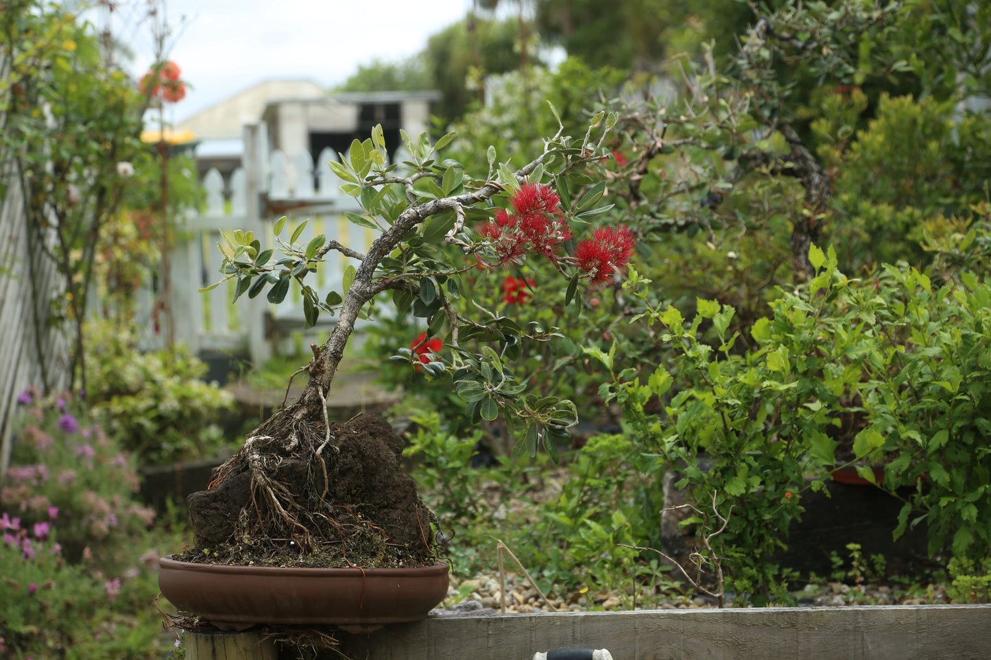 Large root over rock Pōhutukawa (RRP006)