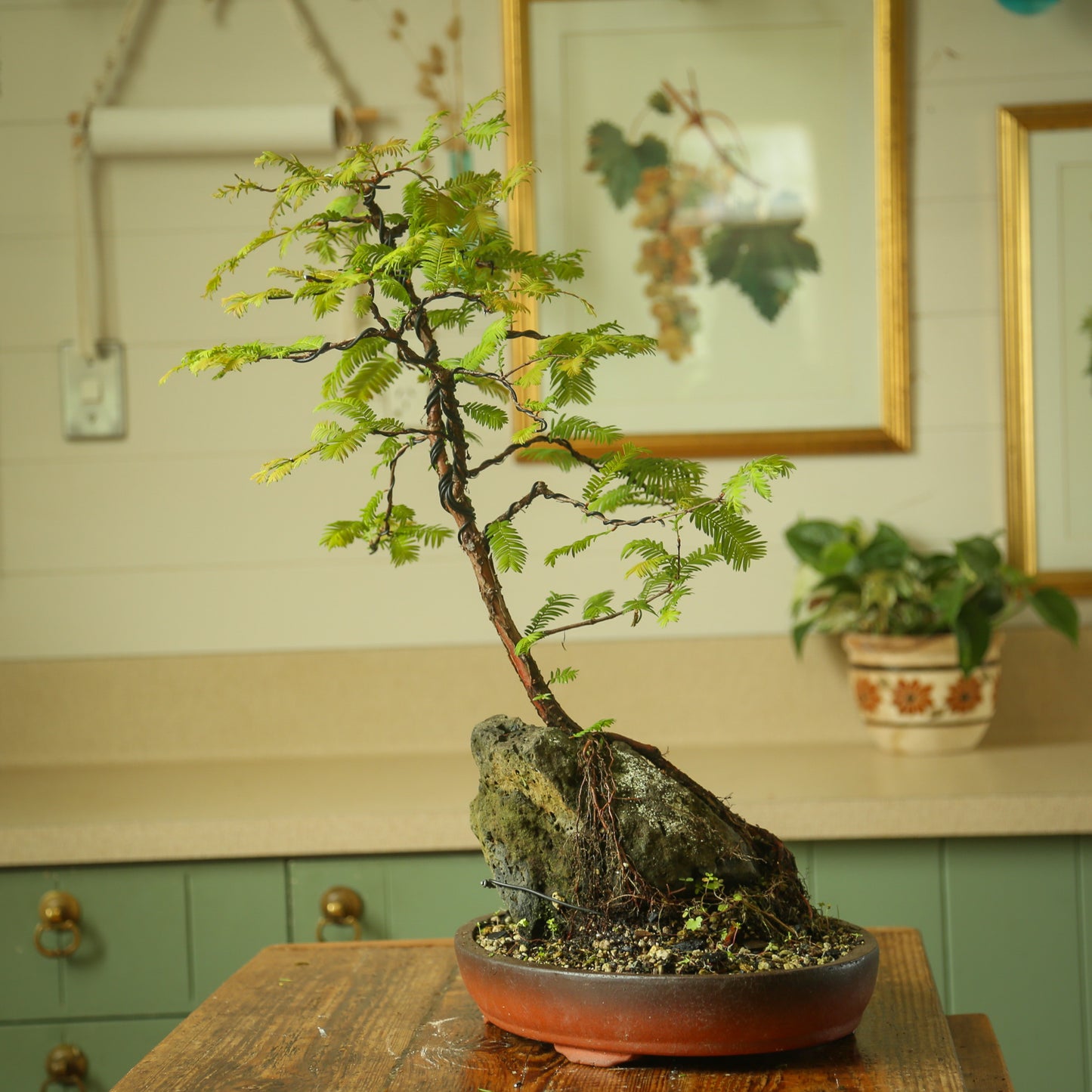 Root over rock Dawn Redwood (RDR002)
