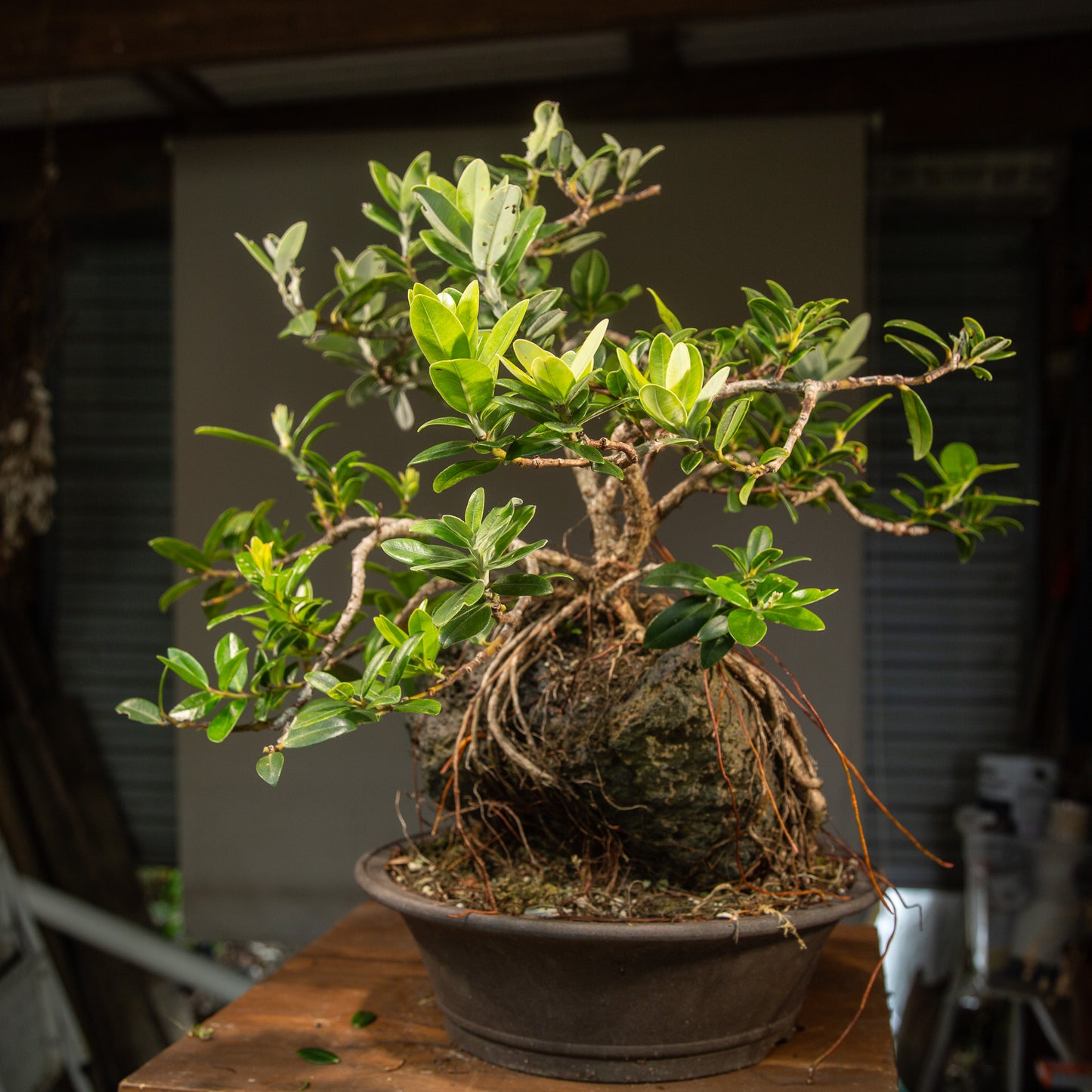 Large root over rock Pōhutukawa (RRP001)