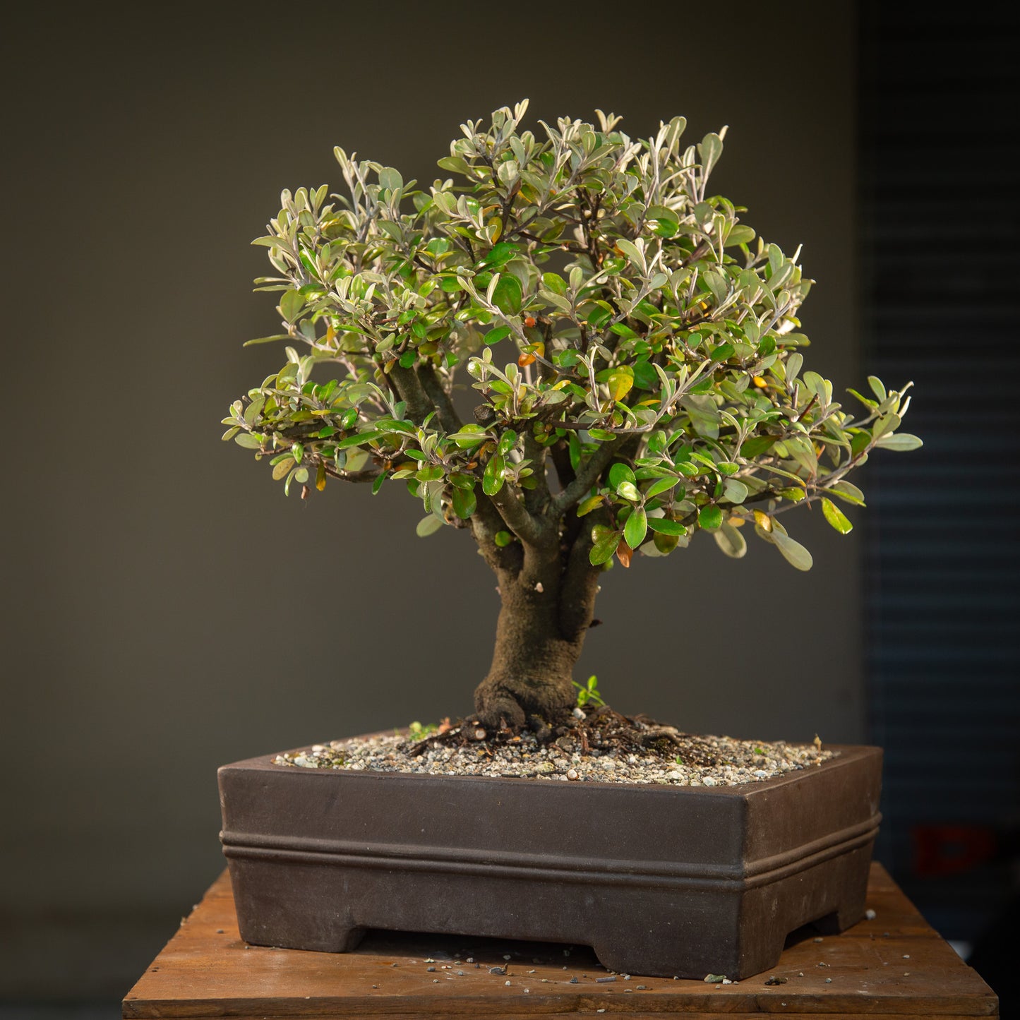 Large Native Corokia Bonsai (LCB001)