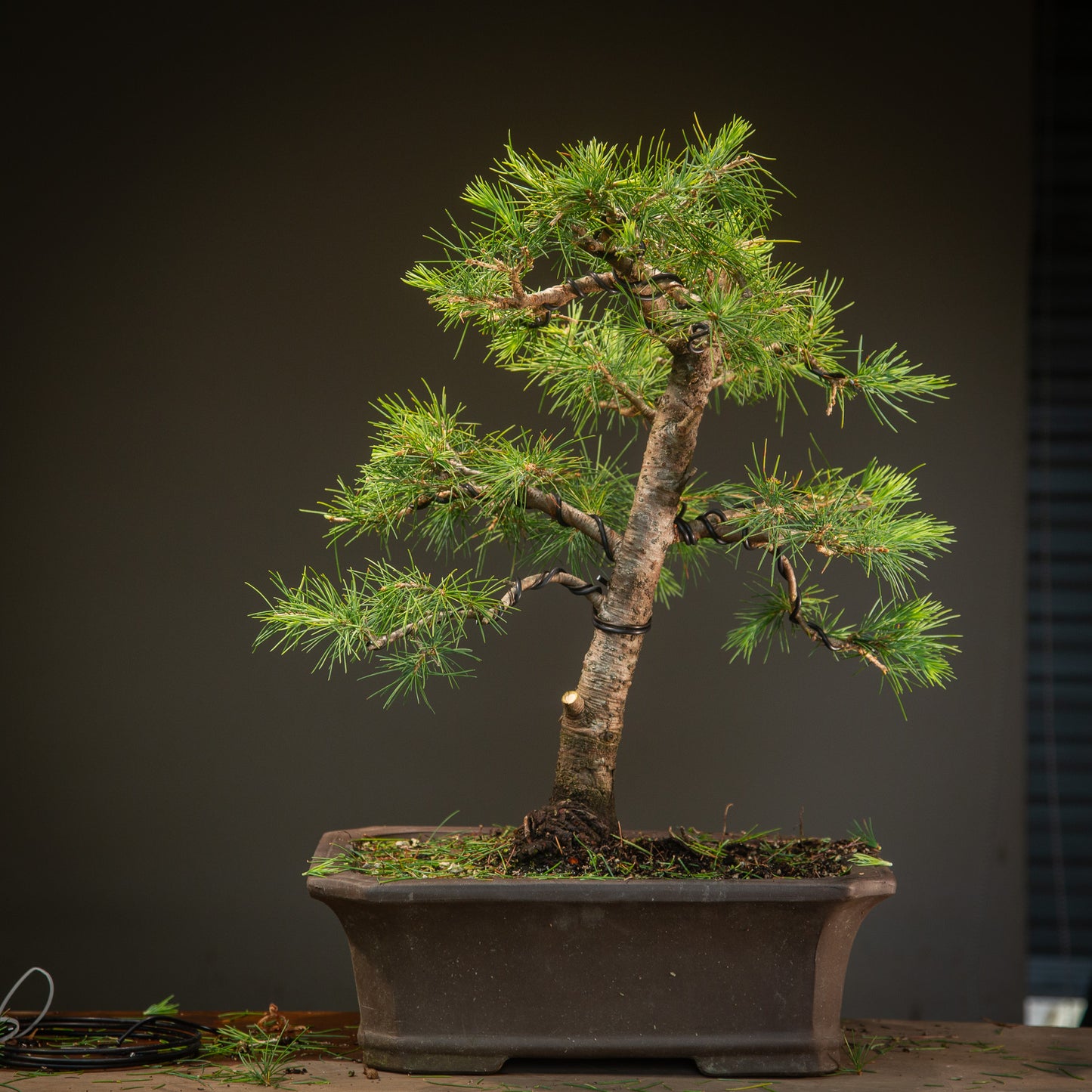 Large cedar bonsai (CB002)