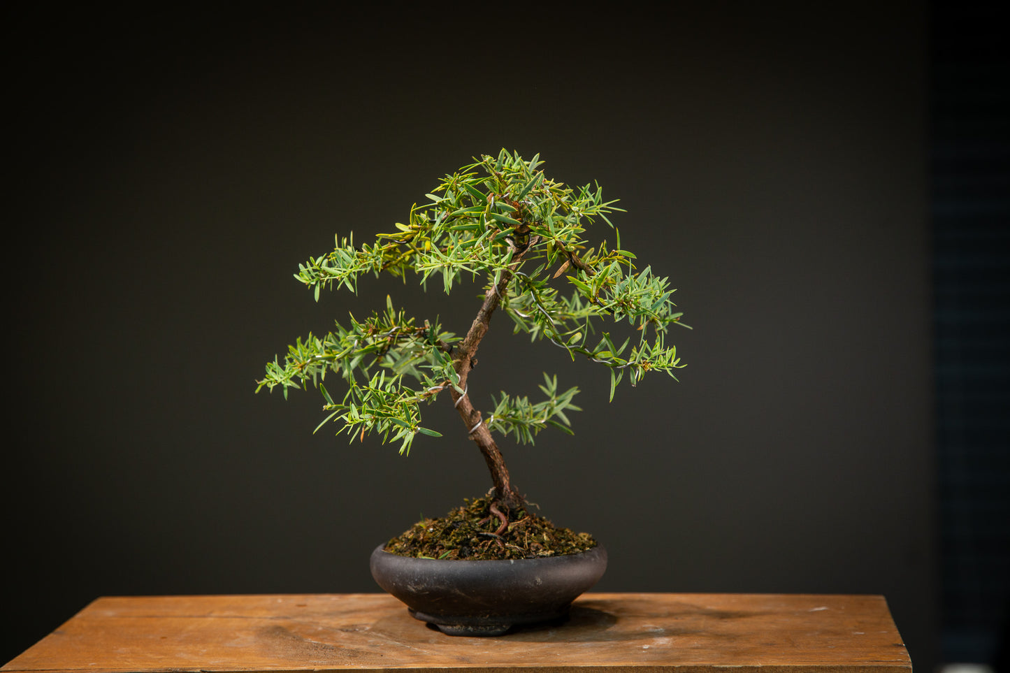 Small totara bonsai (STB003)
