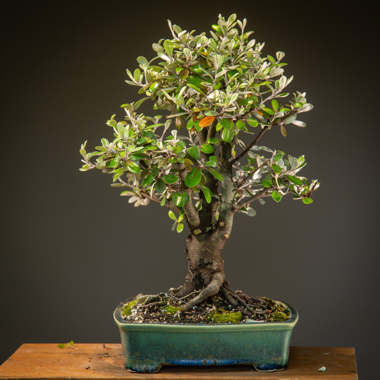 Large Native Corokia Bonsai (LCB002)