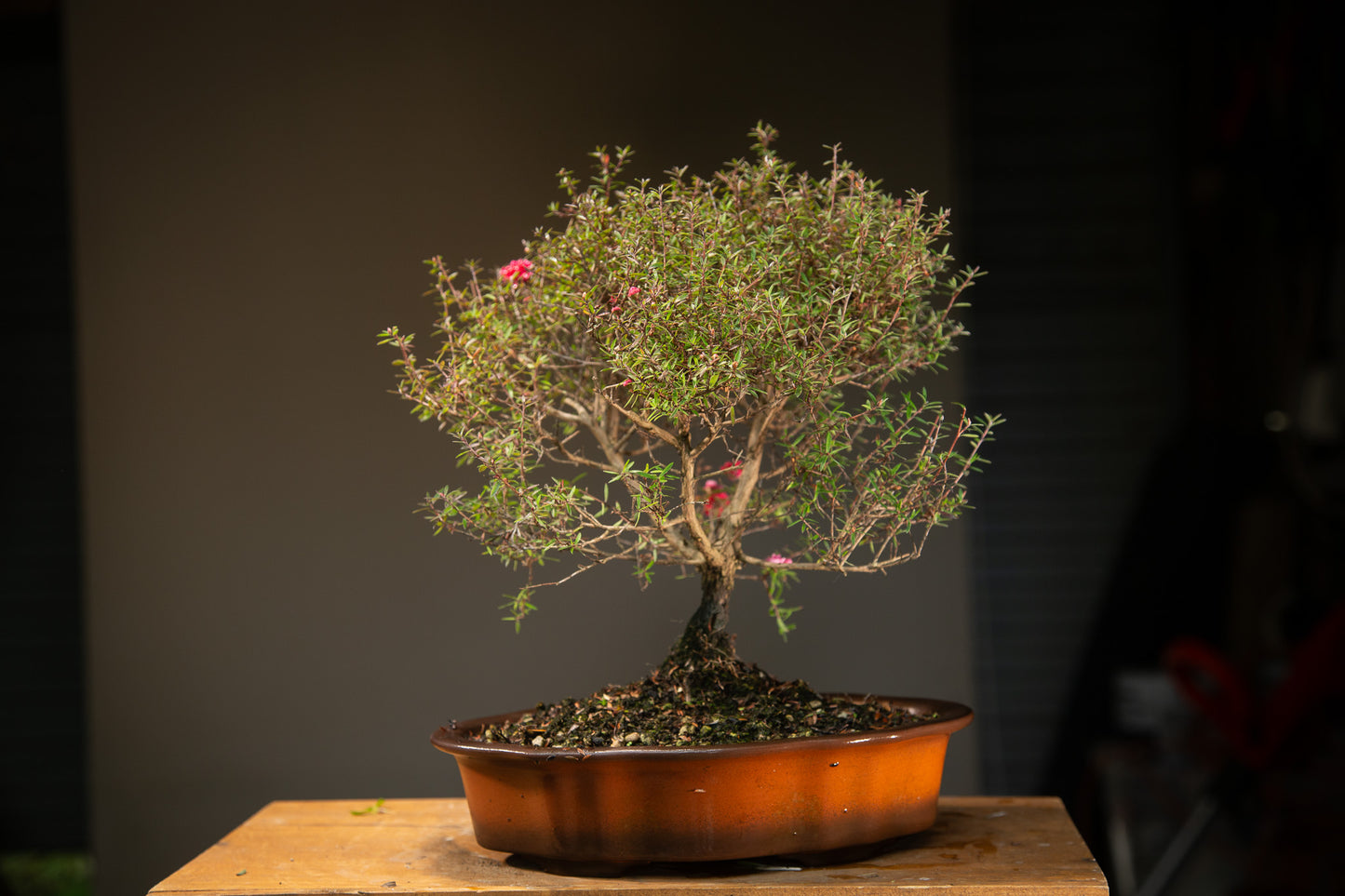 Mānuka Bonsai (MB004)