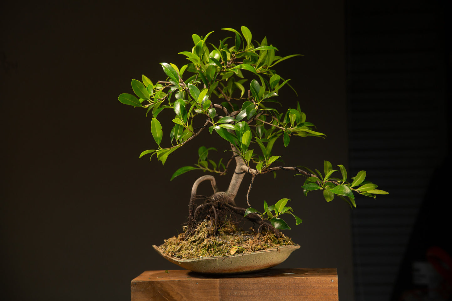 Large Ficus (LF003)