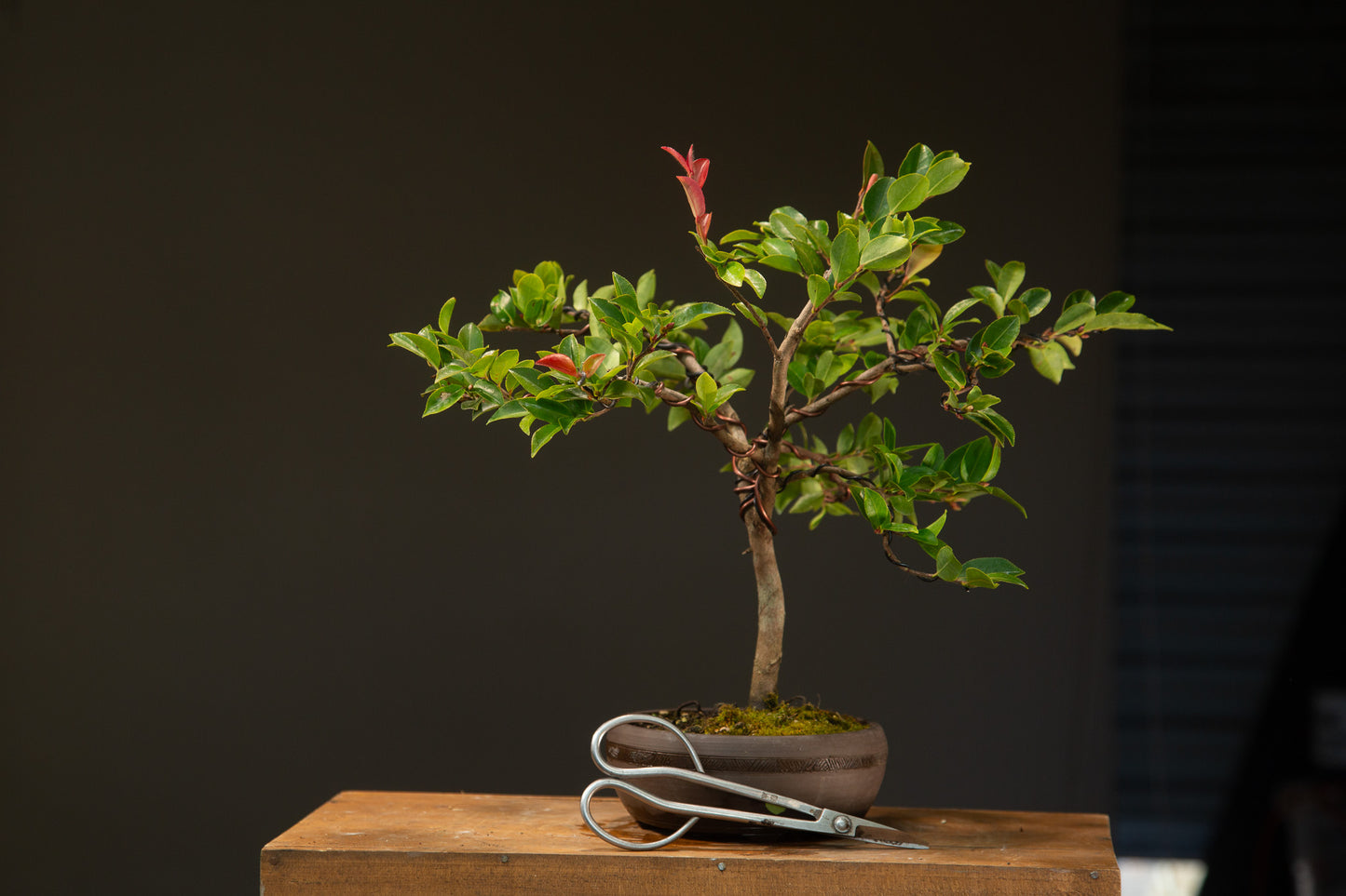 Camellia in NZ Ceramic