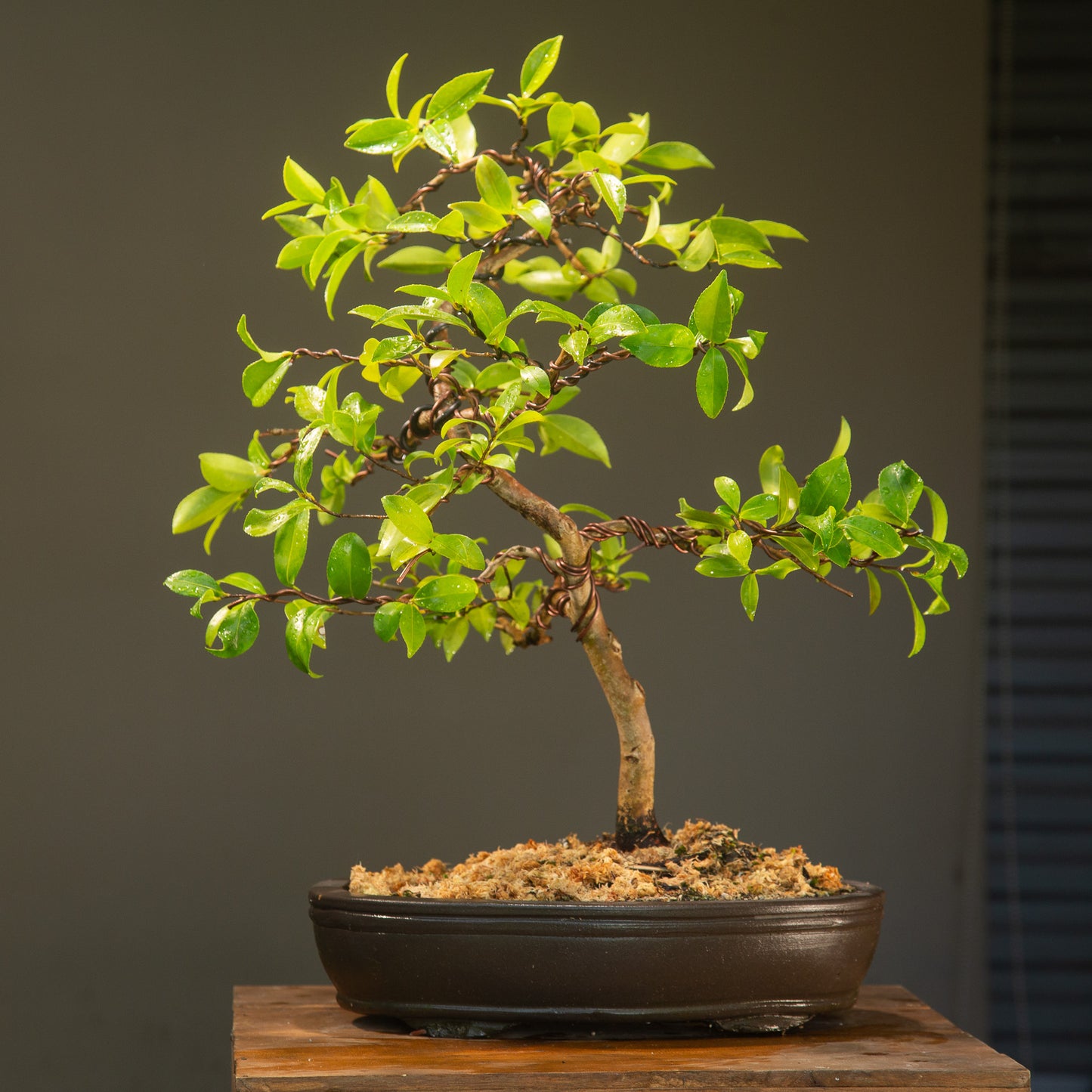Large Flowering Camellia (CA002)