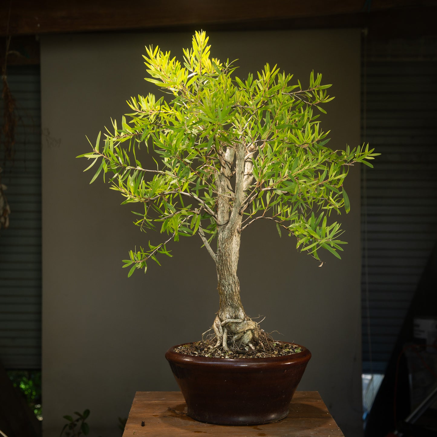 Large Bottlebrush Bonsai (BB003)