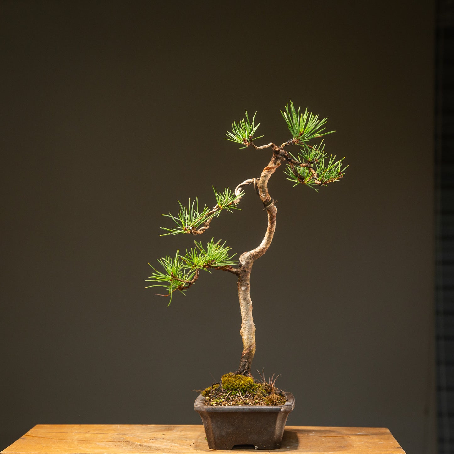 Scots Pine Bonsai (SP005)
