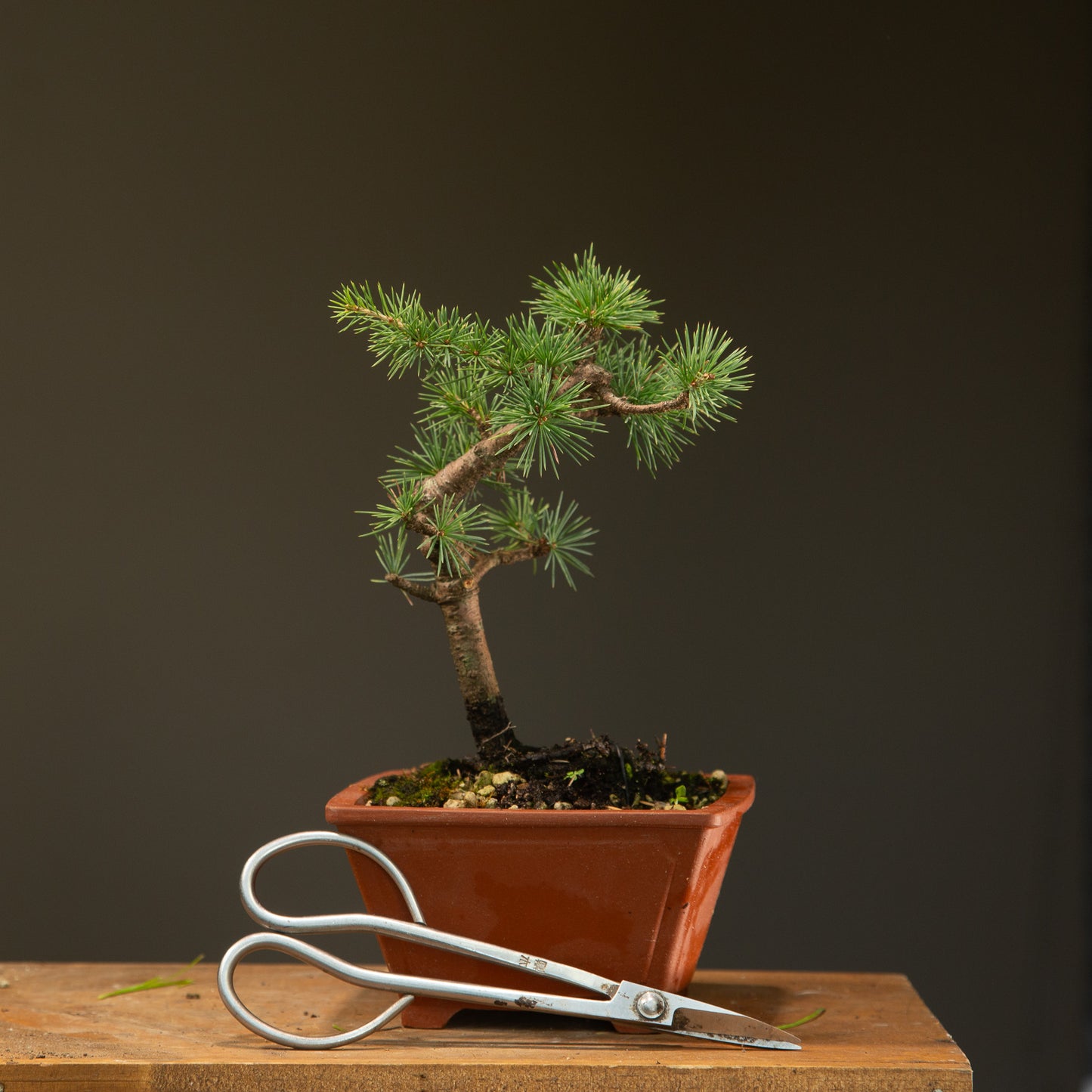 Atlas Cedar Bonsai (CB003)