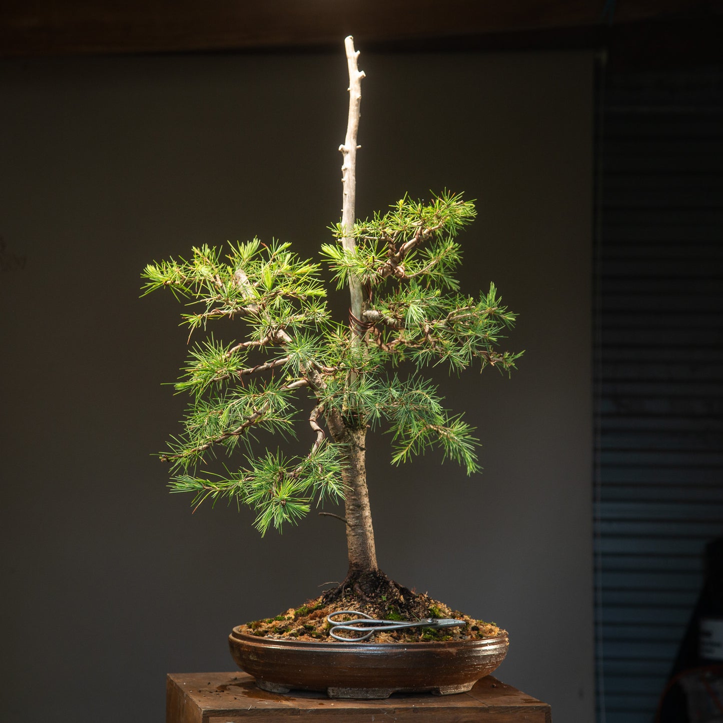 Large Himalayan Cedar bonsai (CB004)