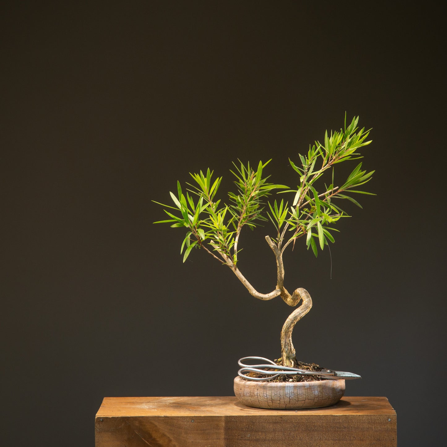 Bottlebrush Bonsai in NZ Ceramic (BB005)