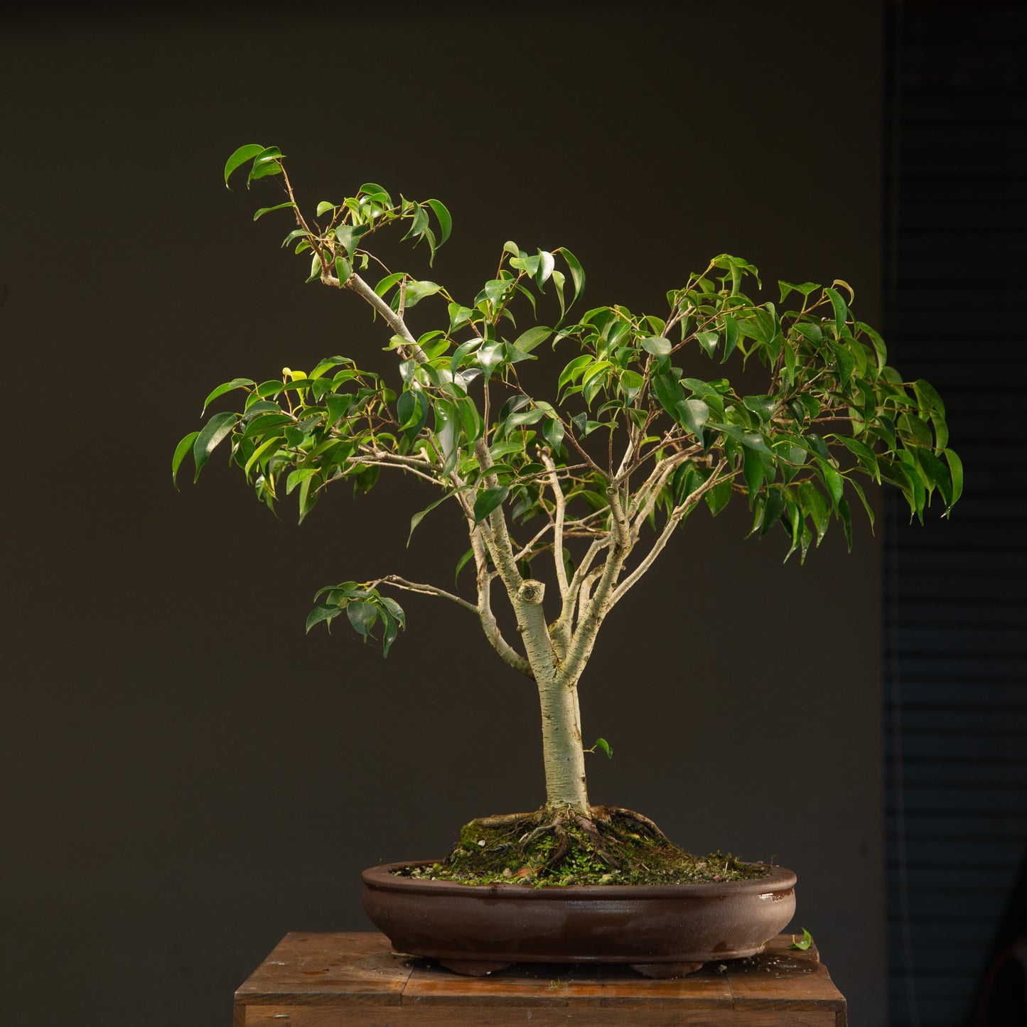 Large Indoor Ficus Bonsai (FI011)