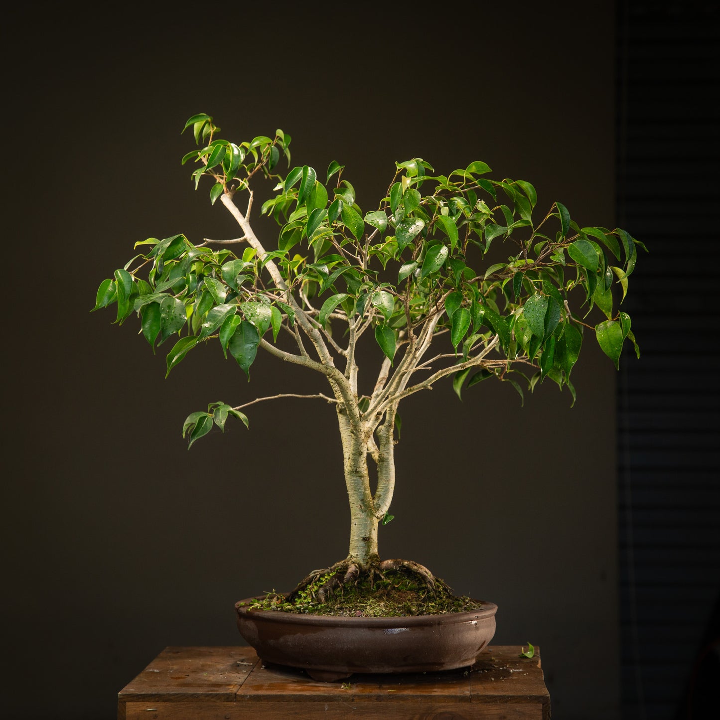 Large Indoor Ficus Bonsai (FI011)