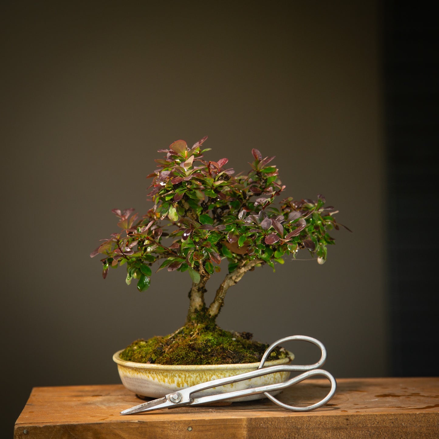 Berberis in NZ made Ceramic (BE001)