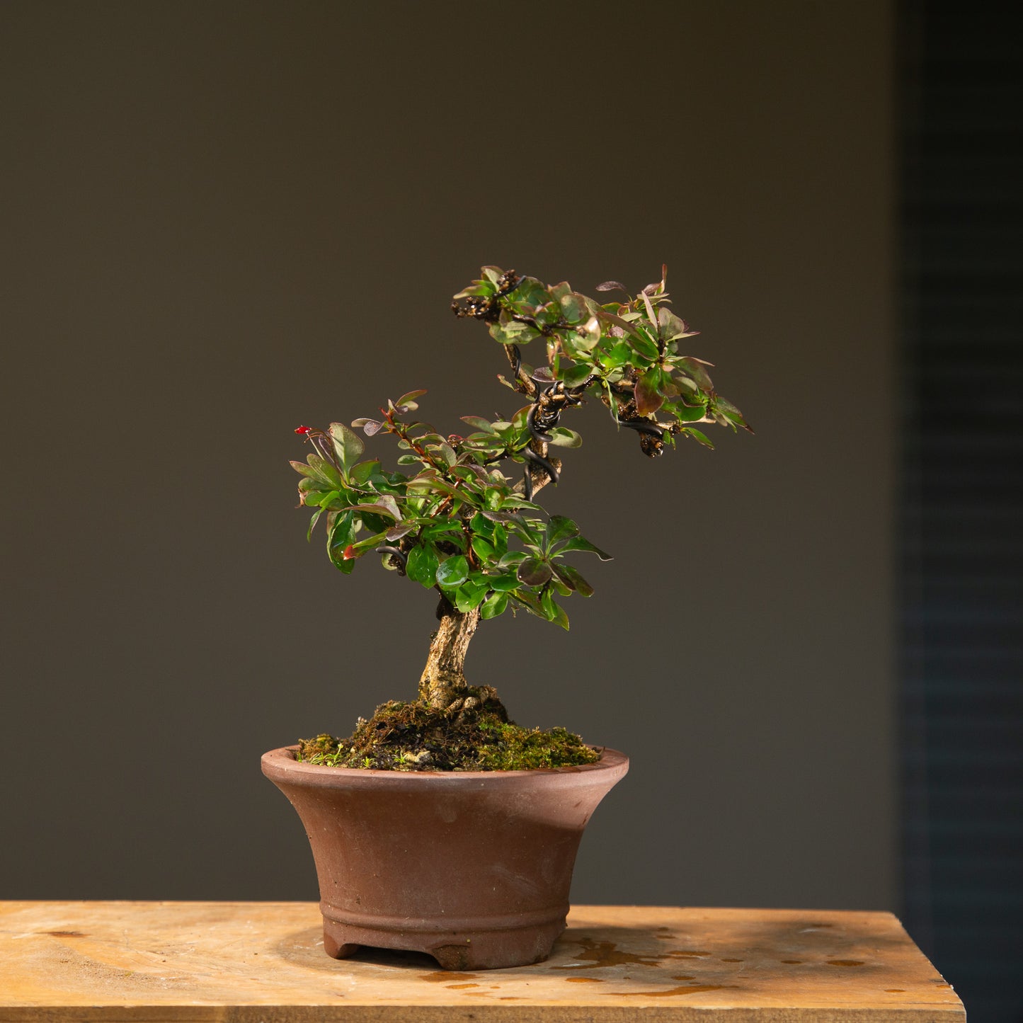Berberis Bonsai (BE002)