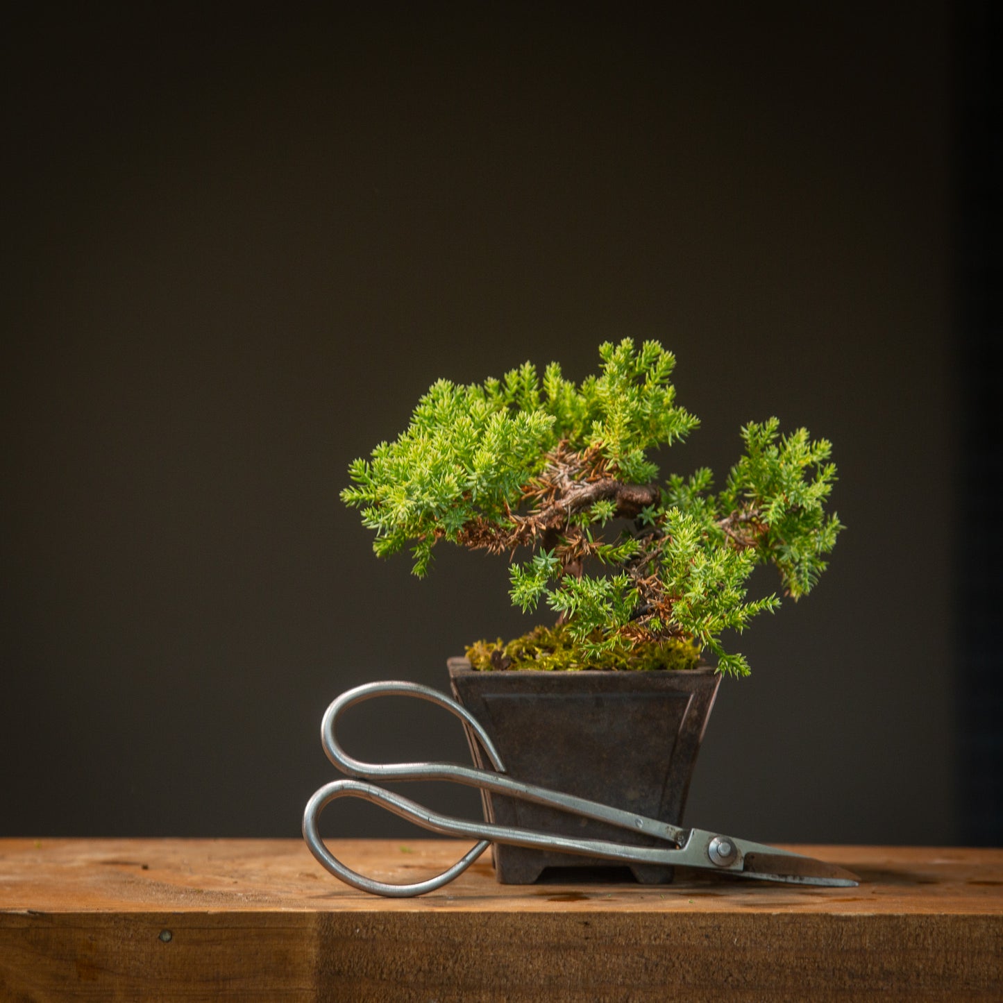 Small Juniper Bonsai (SJ002)