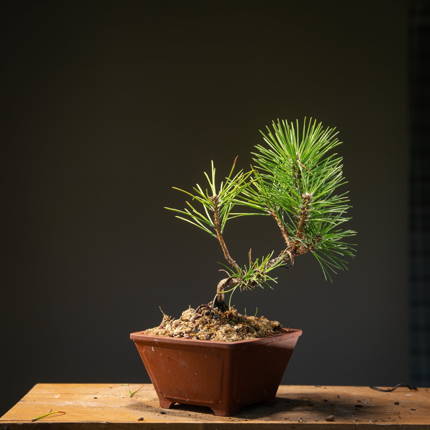 Japanese Black Pine Pre-Bonsai (JBP009)