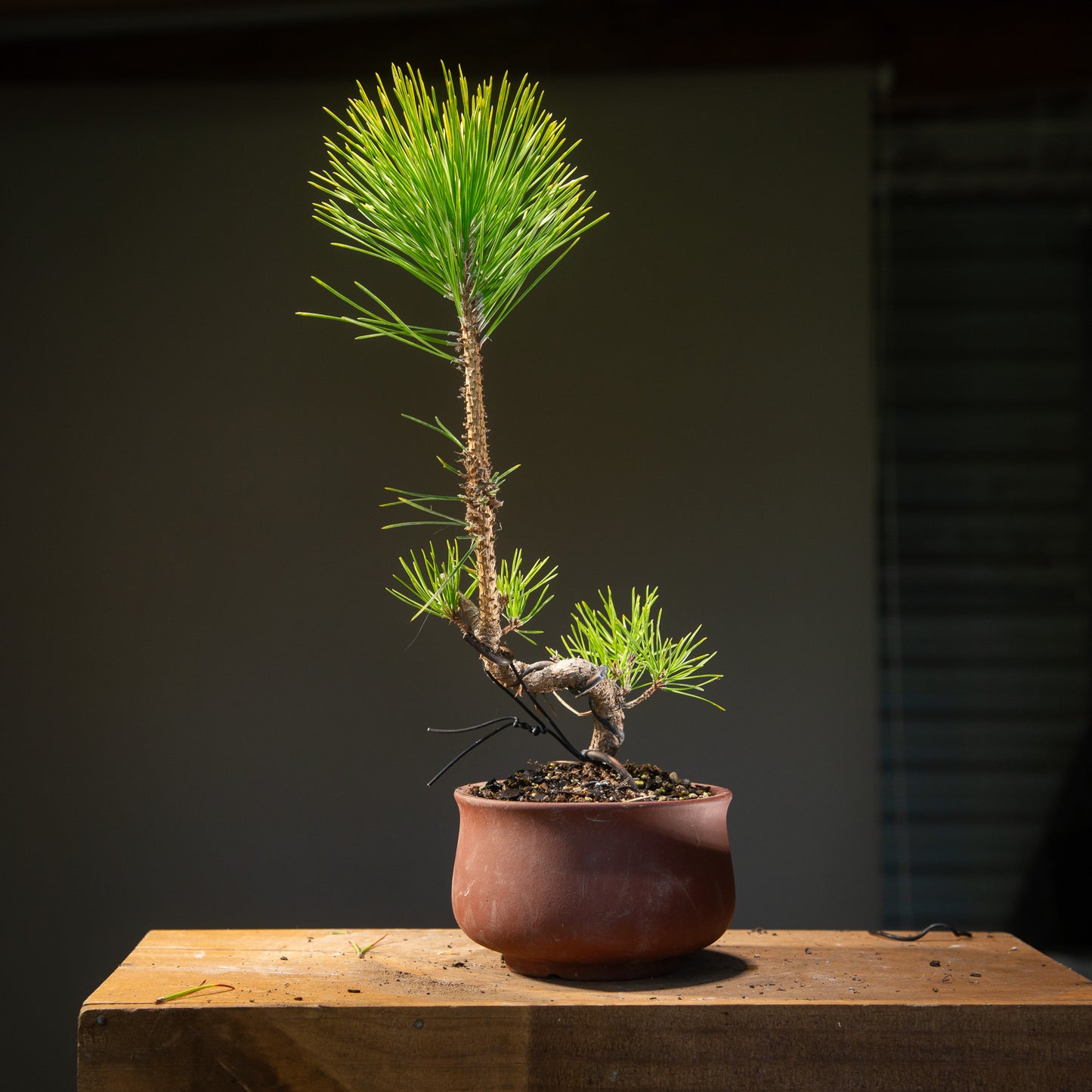 Japanese Black Pine Pre-Bonsai (JBP007)