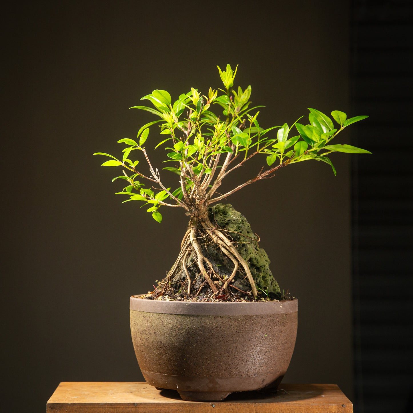 Root over rock Pōhutukawa (RRP007)