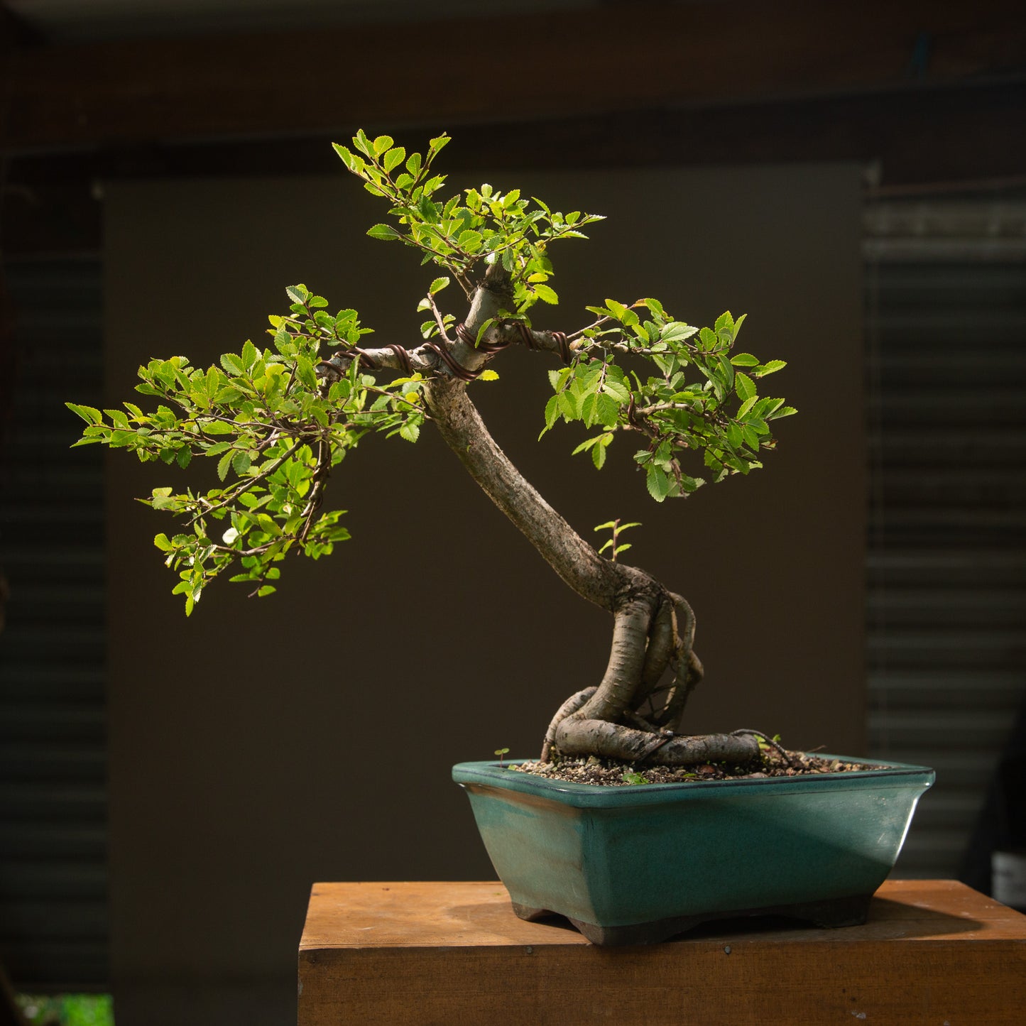 Large Chinese Elm Bonsai (LCE002)