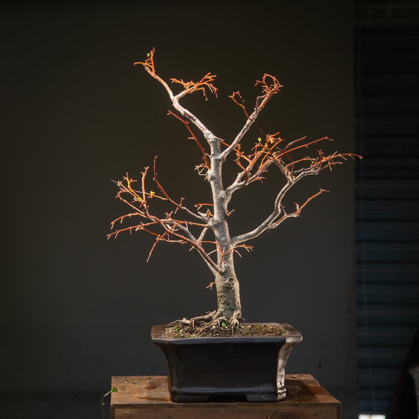 Large Linden (LI002)