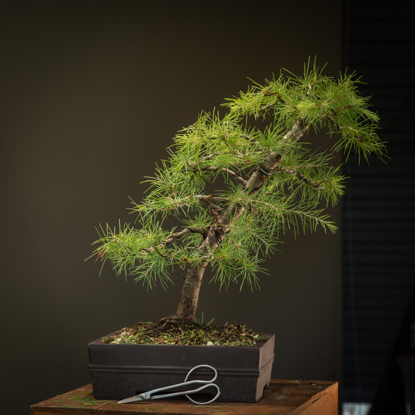 Large cedar bonsai (CB005)
