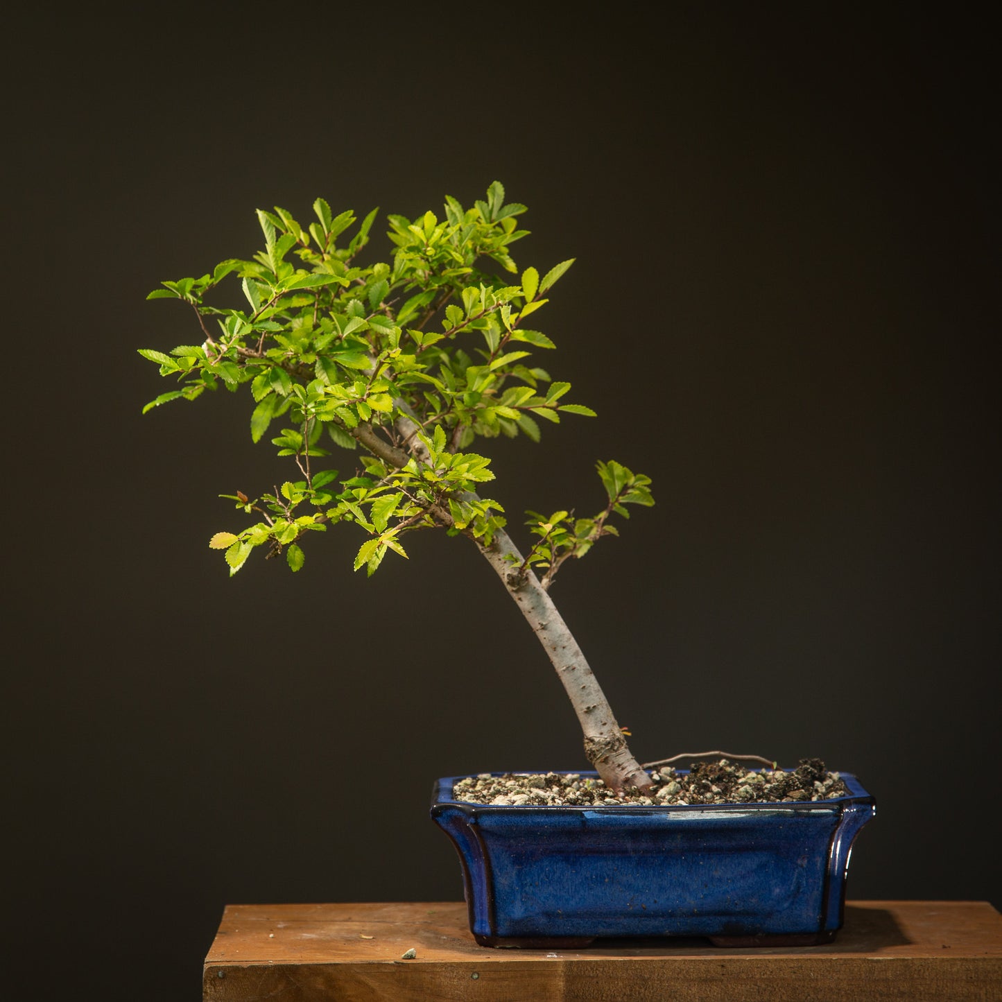 Chinese Elm Bonsai (LCE003)