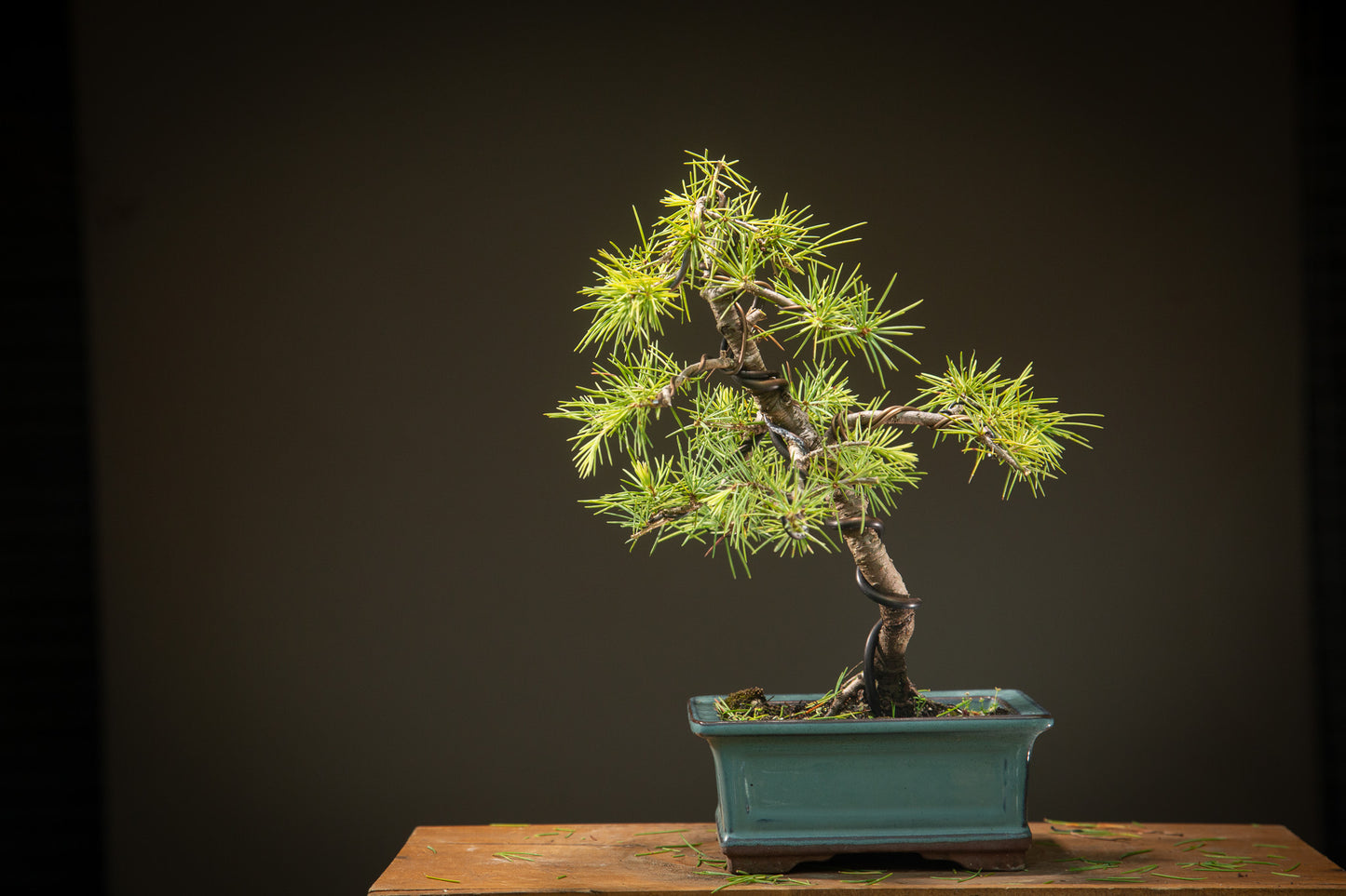Cedar Bonsai (CB001)