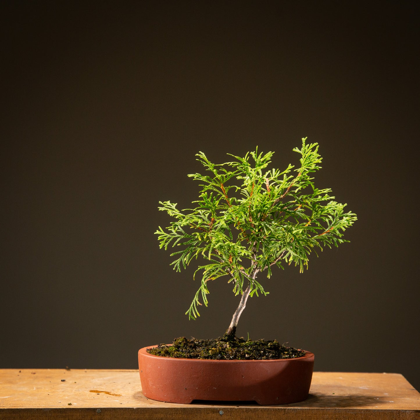 Small Thuja Bonsai (TH001)