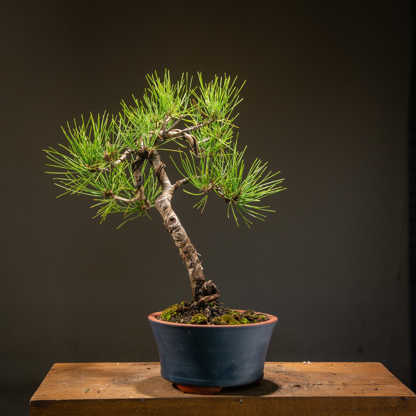 Japanese Red Pine