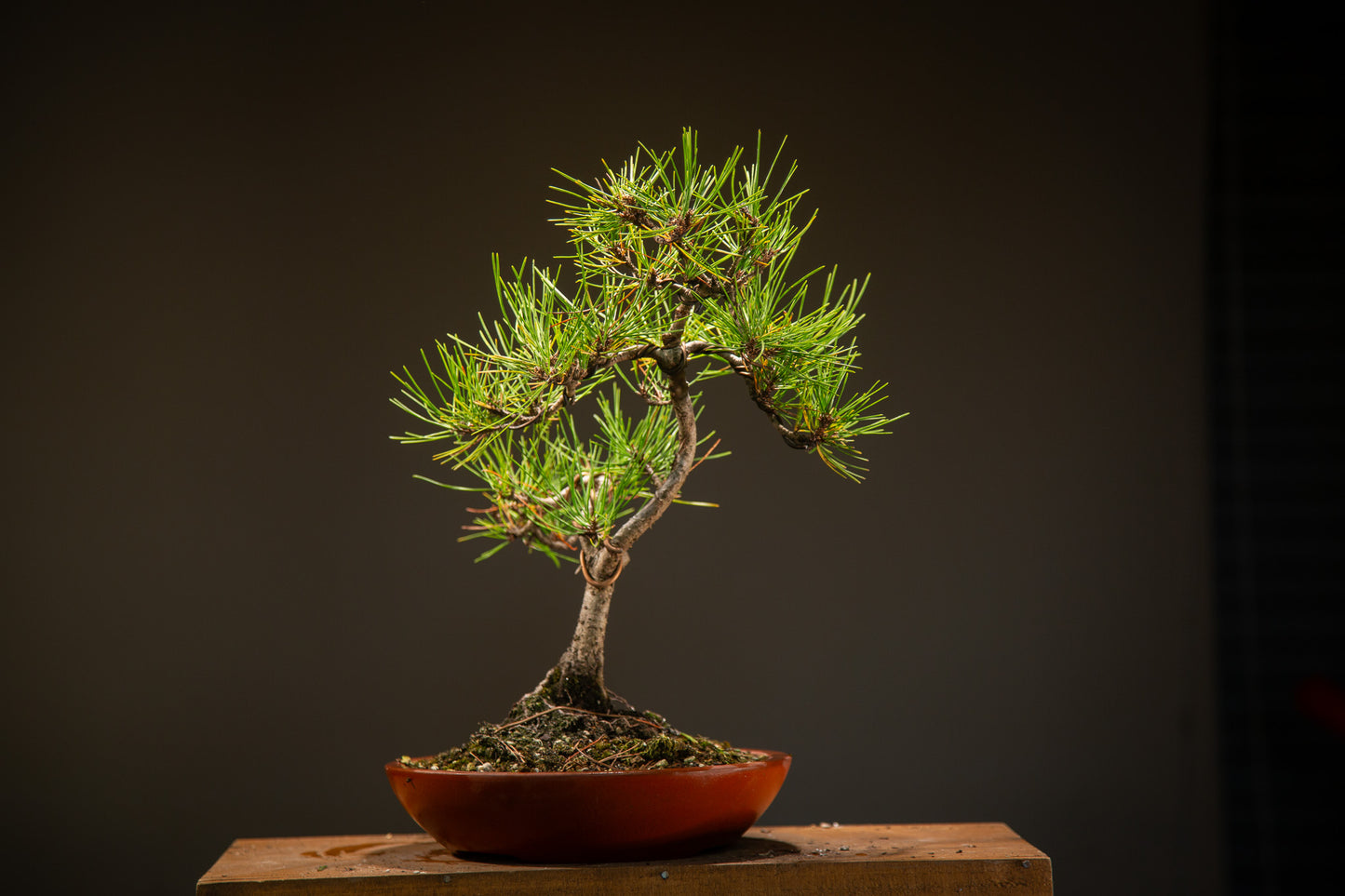 Japanese Red Pine (JRP001)