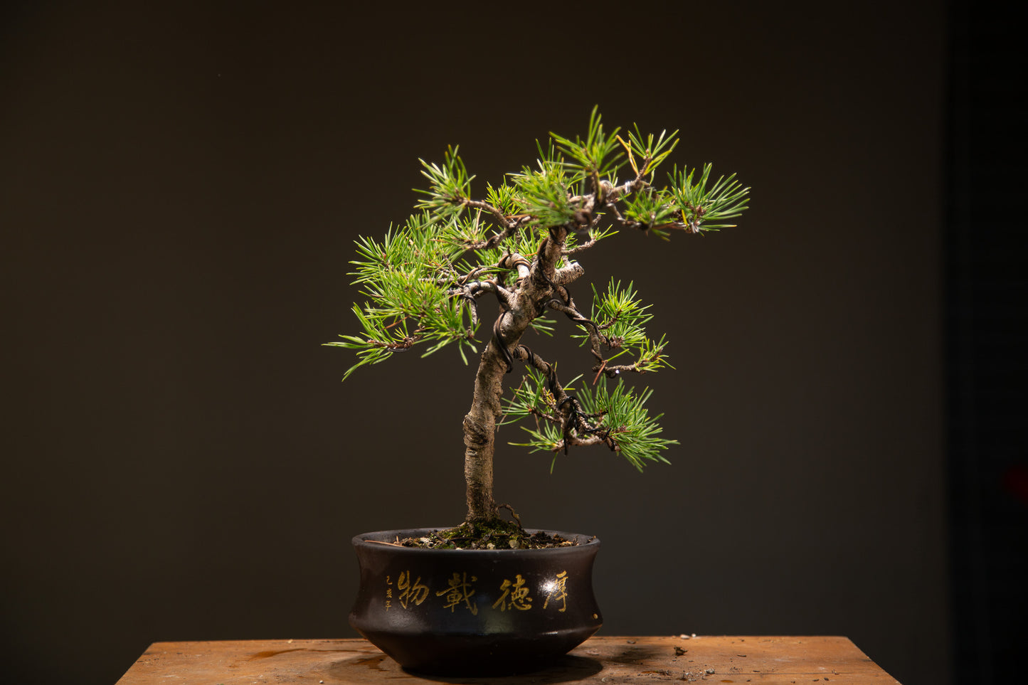 Scots Pine Bonsai (SP001)