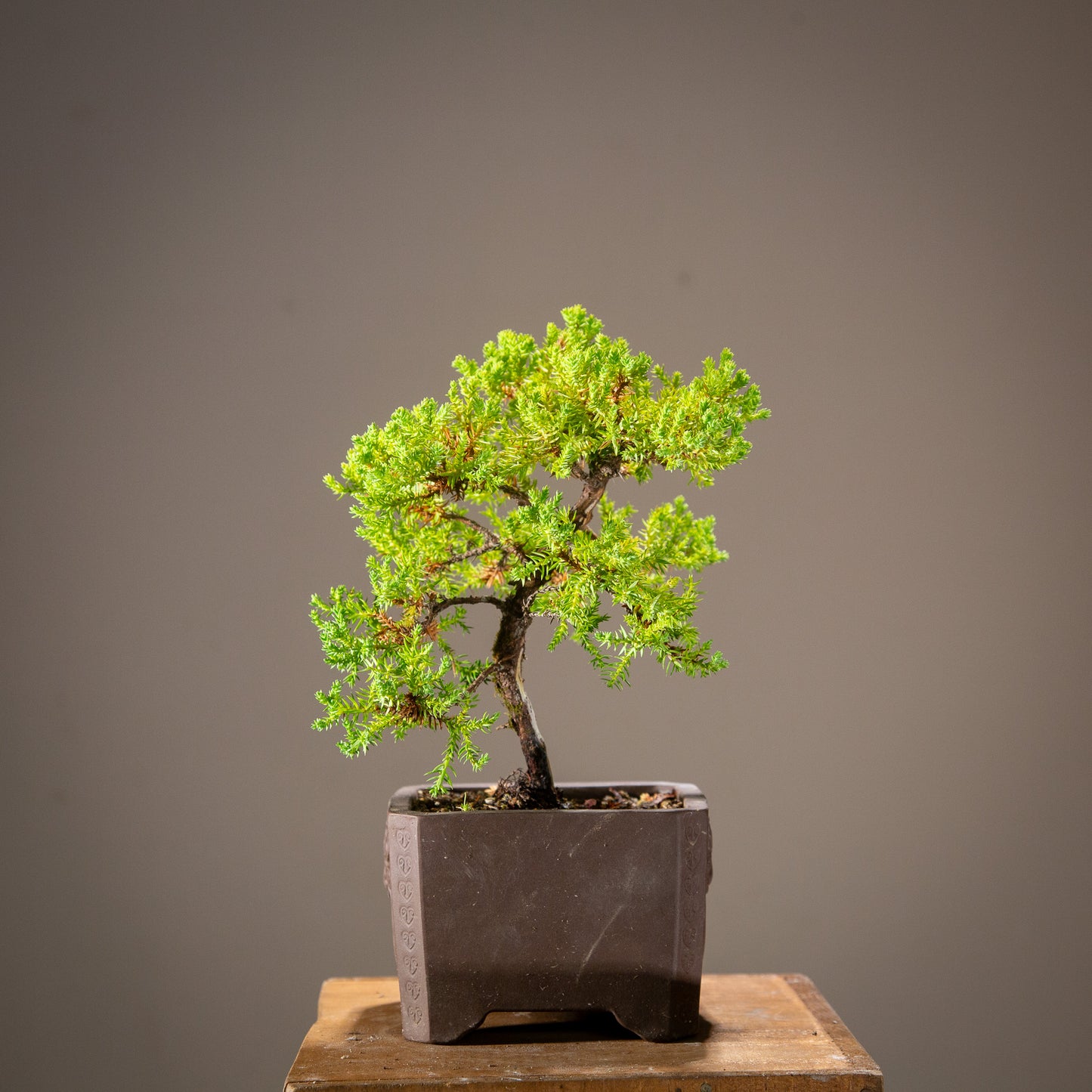 Small Juniper Bonsai (SJ003)
