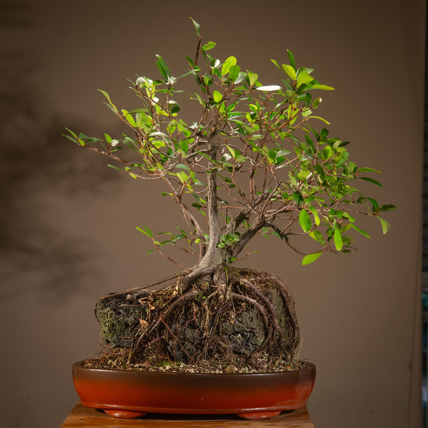 Ficus Natalensis on Rock LF004