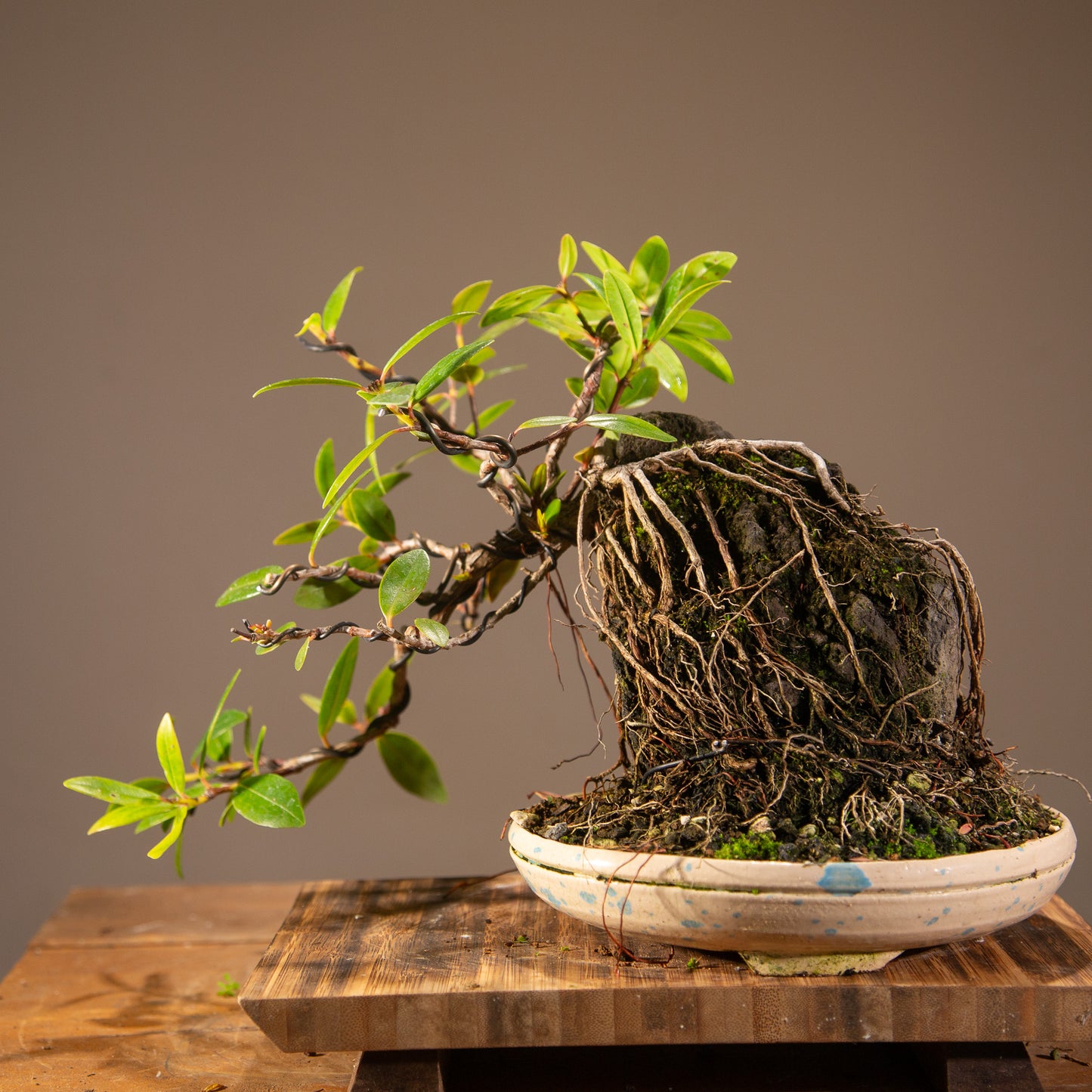 Root over rock Pōhutukawa in NZ made Ceramic (RRP006)