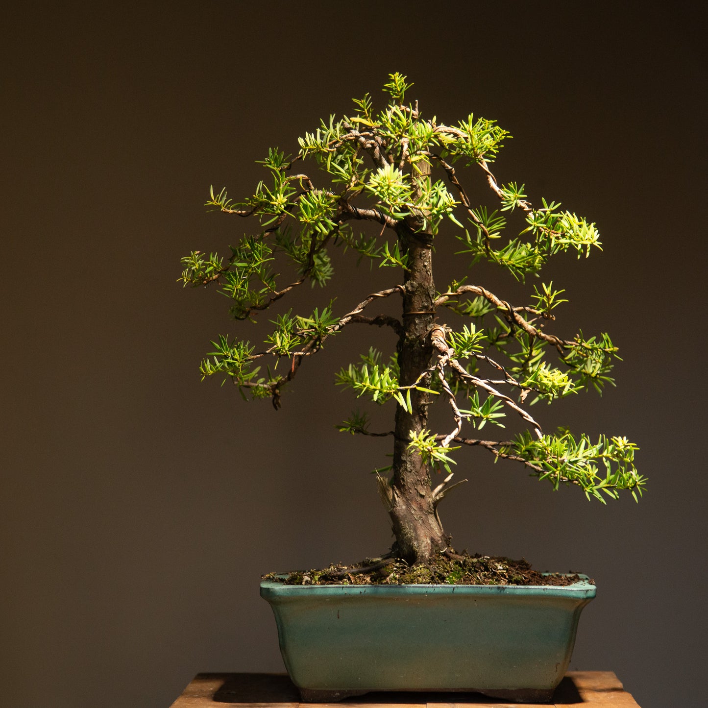Large Native Totara Bonsai (TB002)