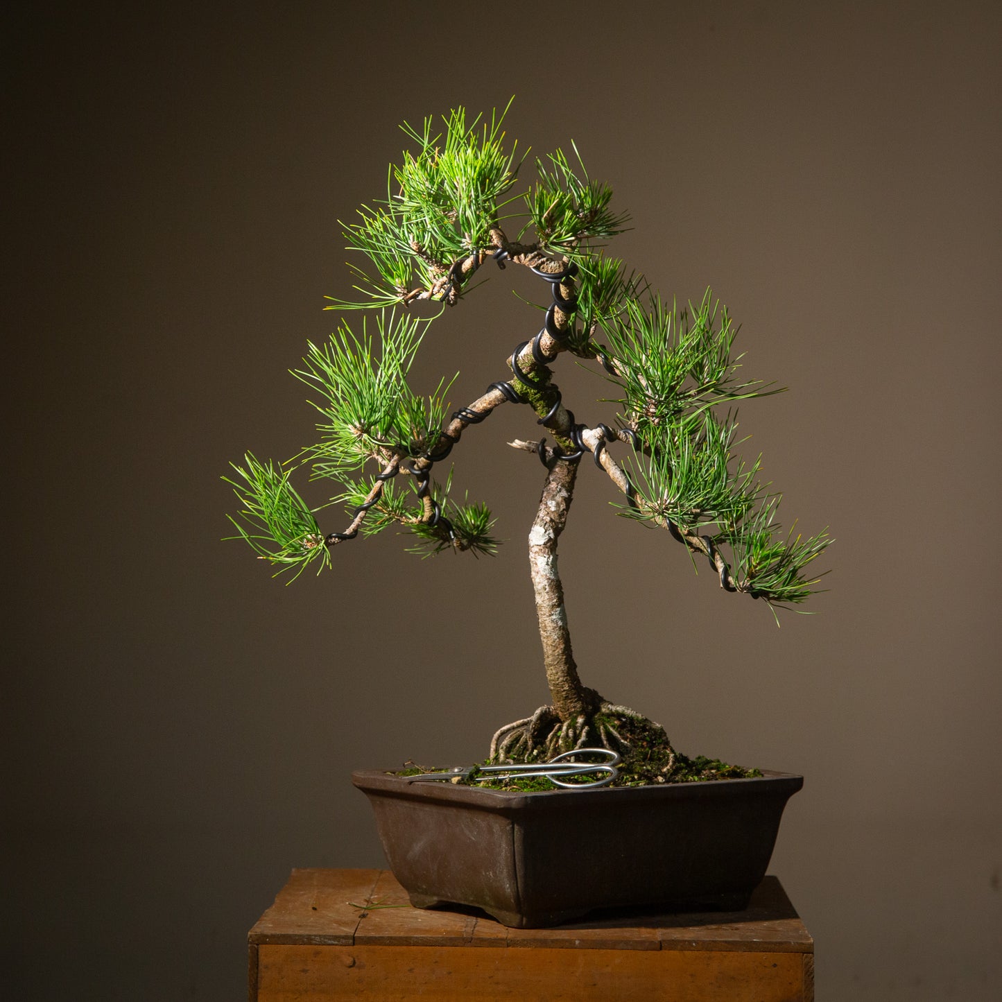 Old Japanese Black Pine (LP005)