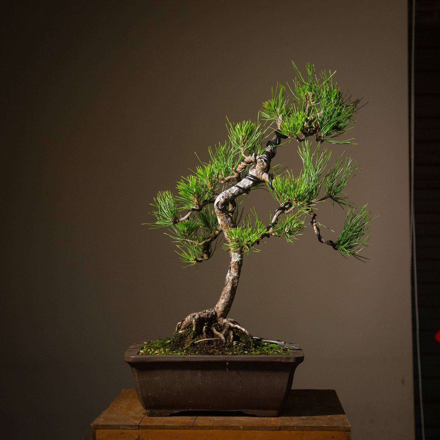 Old Japanese Black Pine (LP005)