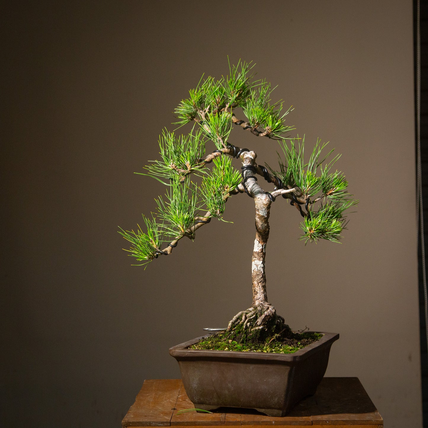 Old Japanese Black Pine (LP005)